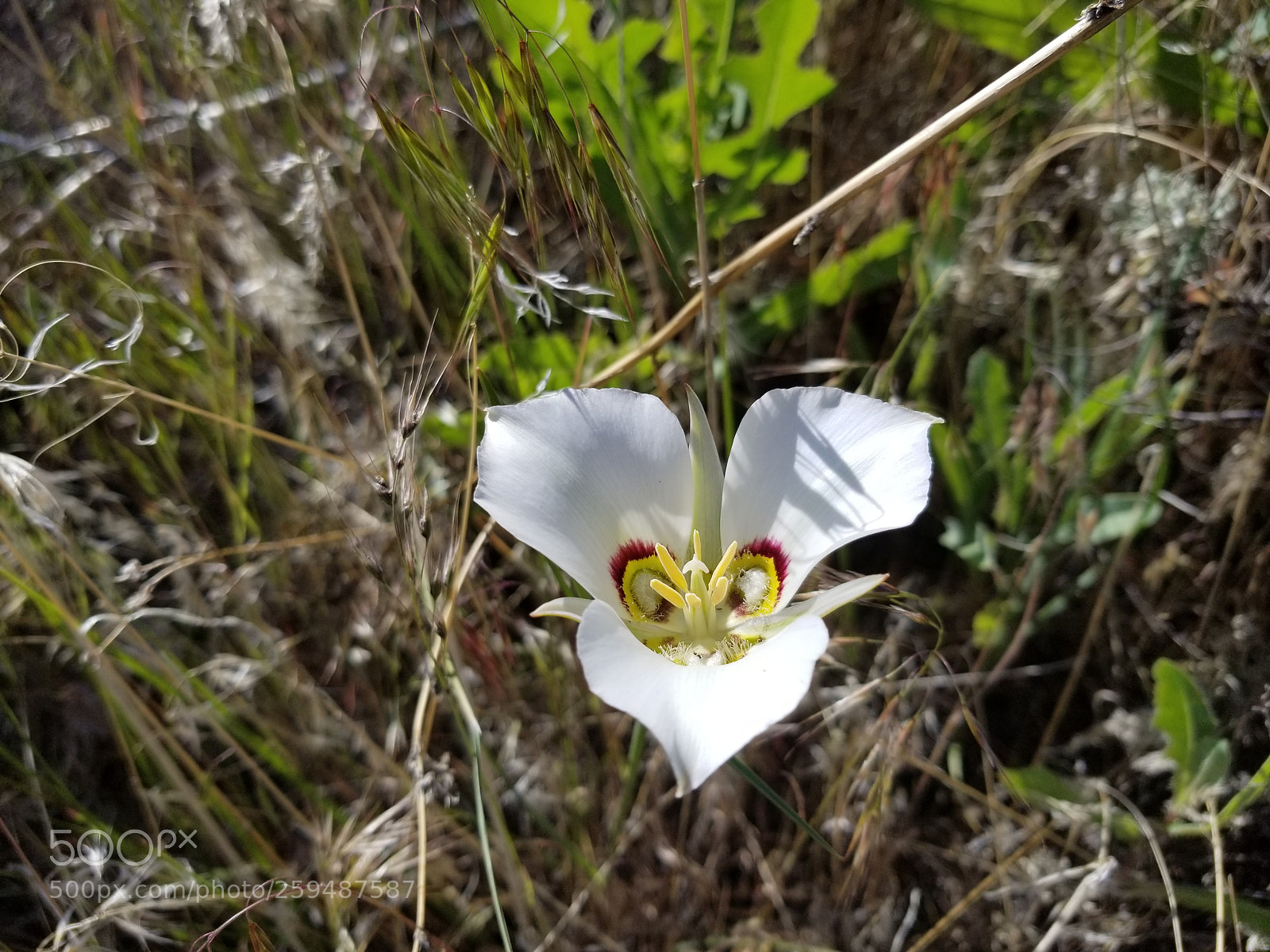 Samsung Galaxy S8+ sample photo. Idaho wildflower photography