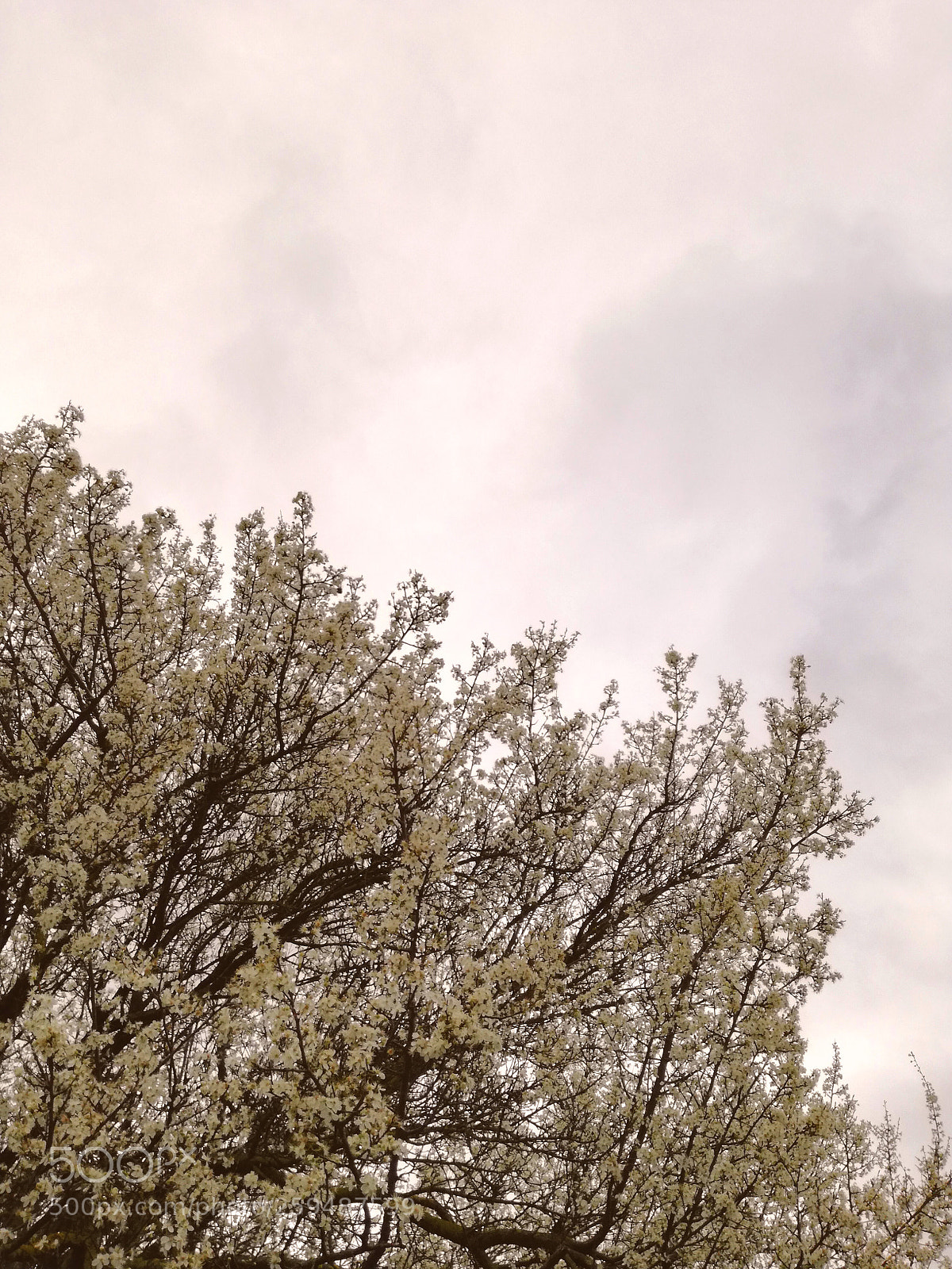 HUAWEI P9 LITE sample photo. Bright spring photography