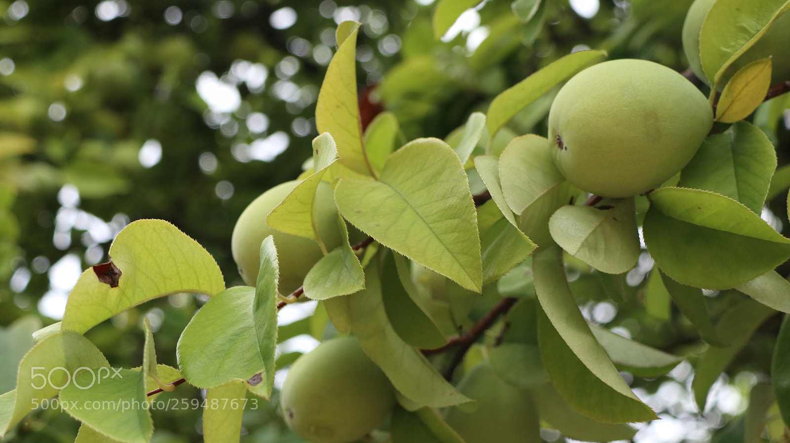 Canon EOS M5 sample photo. Fruit photography