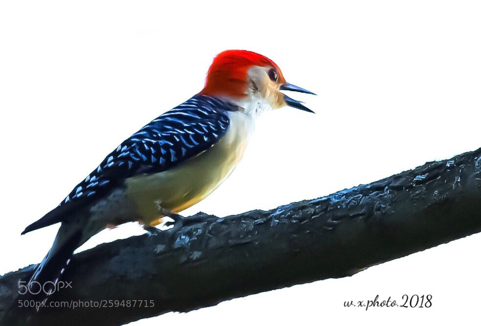Canon EOS 7D Mark II sample photo. Red-bellied woodpecker photography
