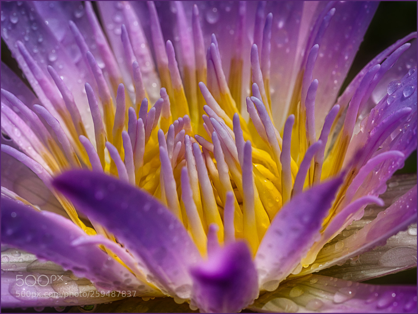 Olympus OM-D E-M1 Mark II sample photo. Water lily after rain photography