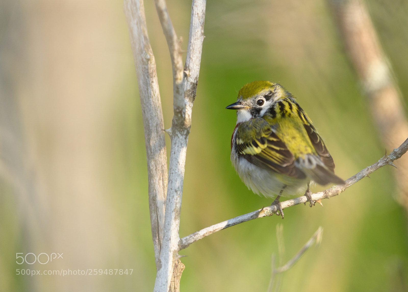 Nikon D850 sample photo. Chestnut sided warbler at photography