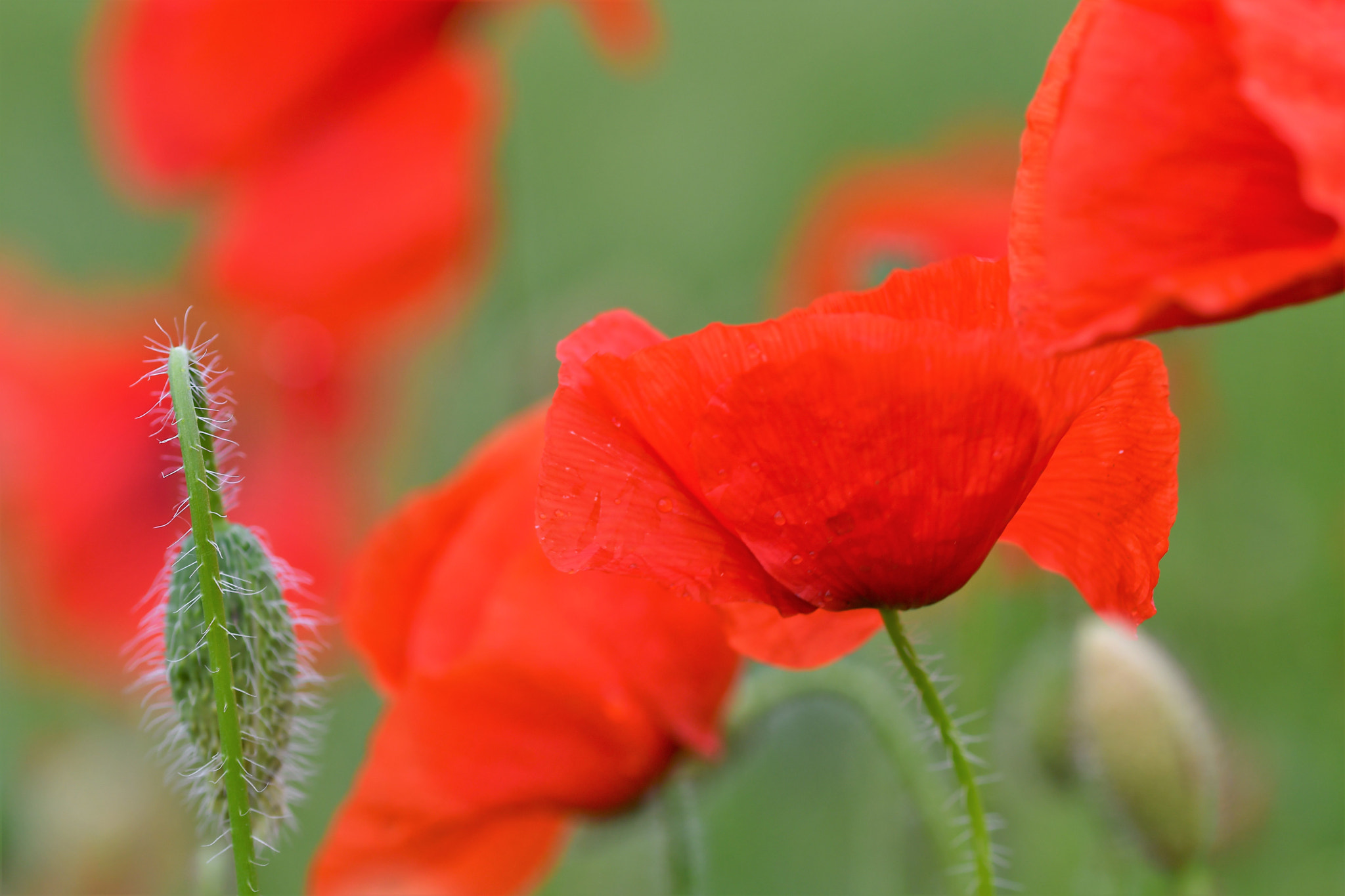 Sigma 105mm F2.8 EX DG OS HSM sample photo. Farbtupfer photography