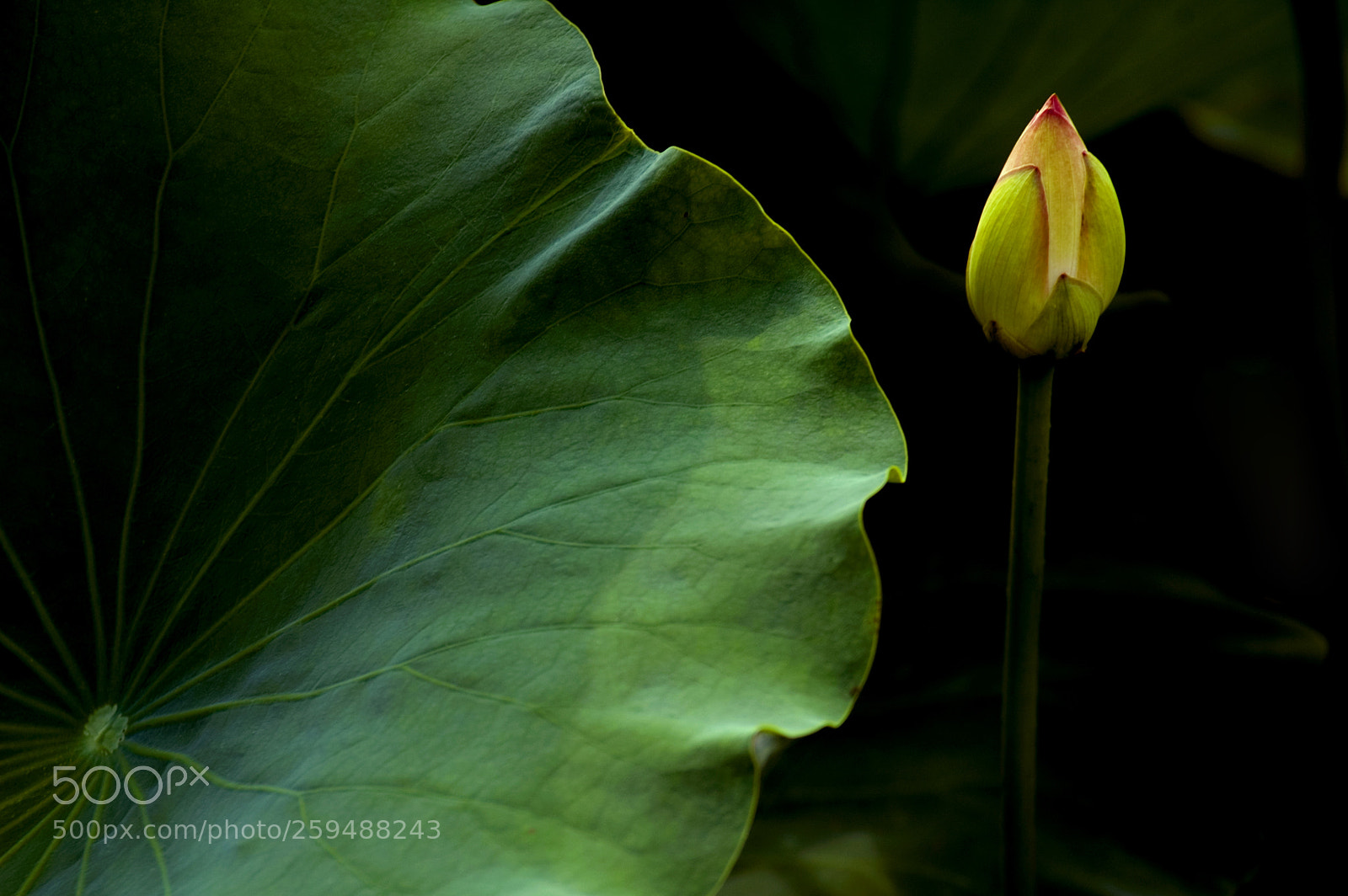 Nikon D70 sample photo. Lotus photography
