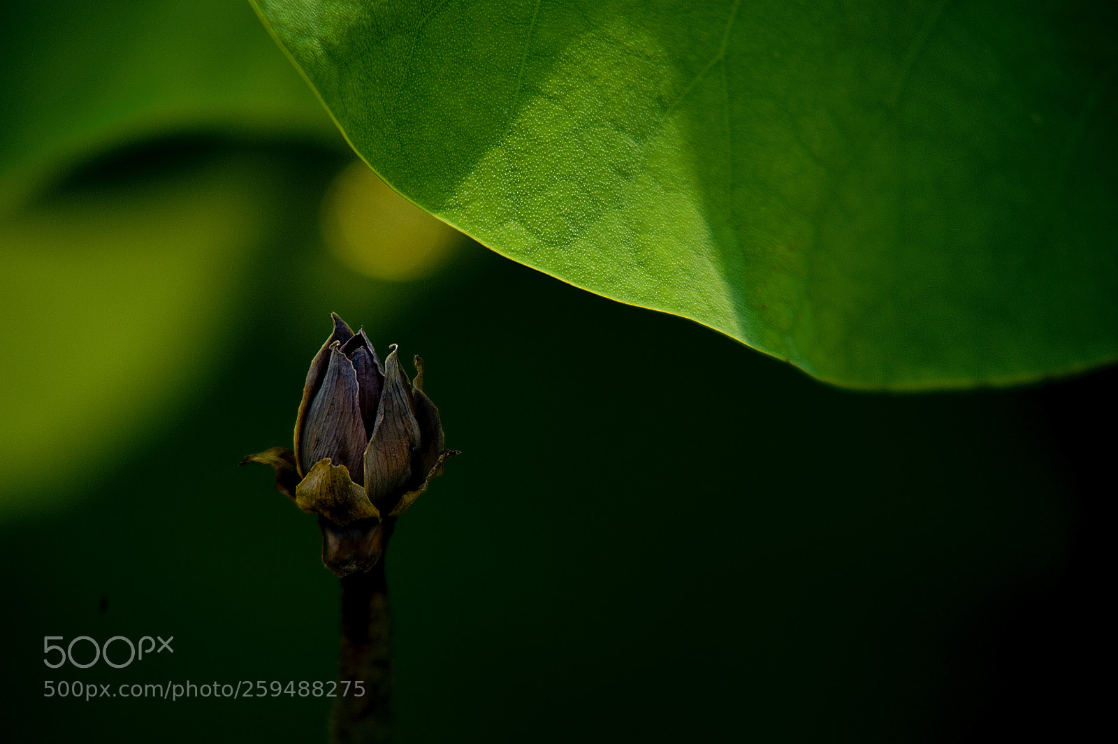 Nikon D700 sample photo. Lotus photography