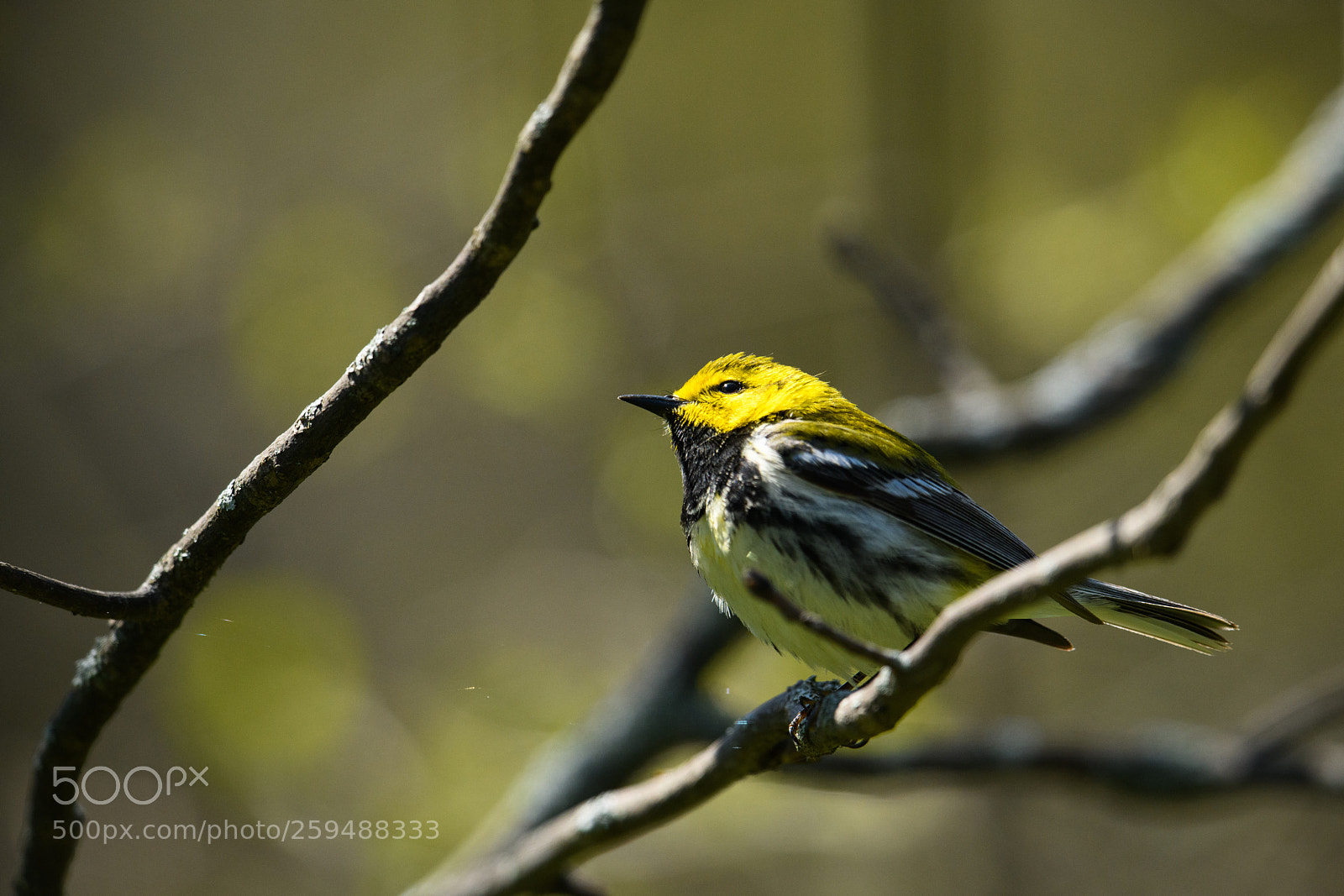 Nikon D850 sample photo. Black throated green warbler photography