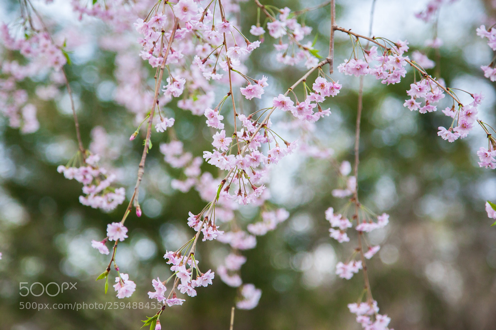 Canon EOS 5D Mark II sample photo. Cherry blossom photography
