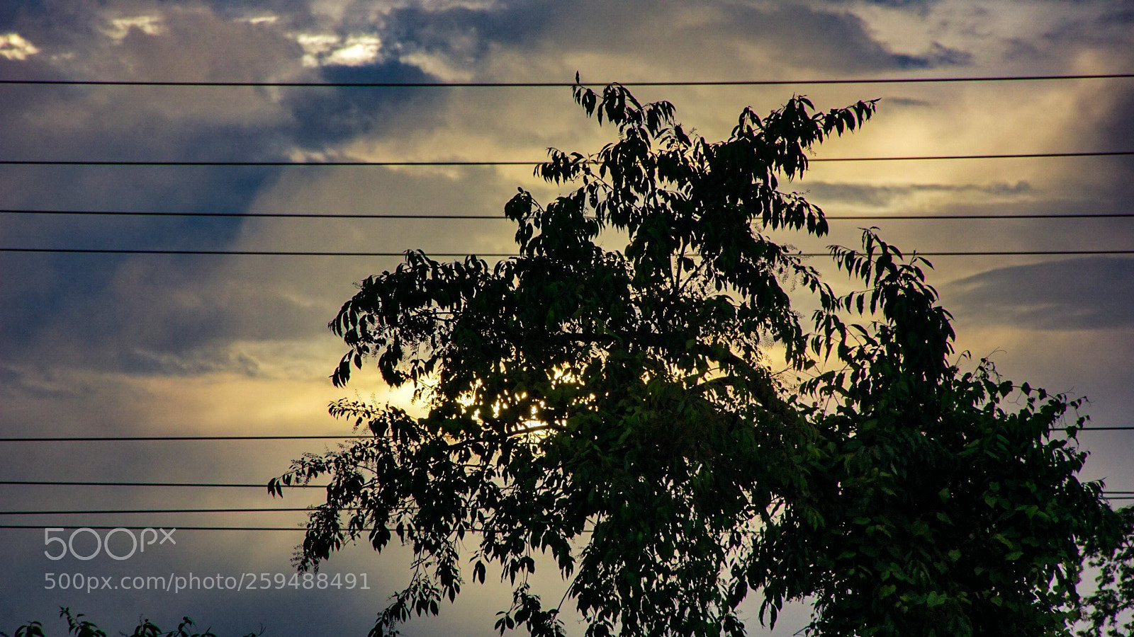 Sony a6000 sample photo. Where the leaves meet photography