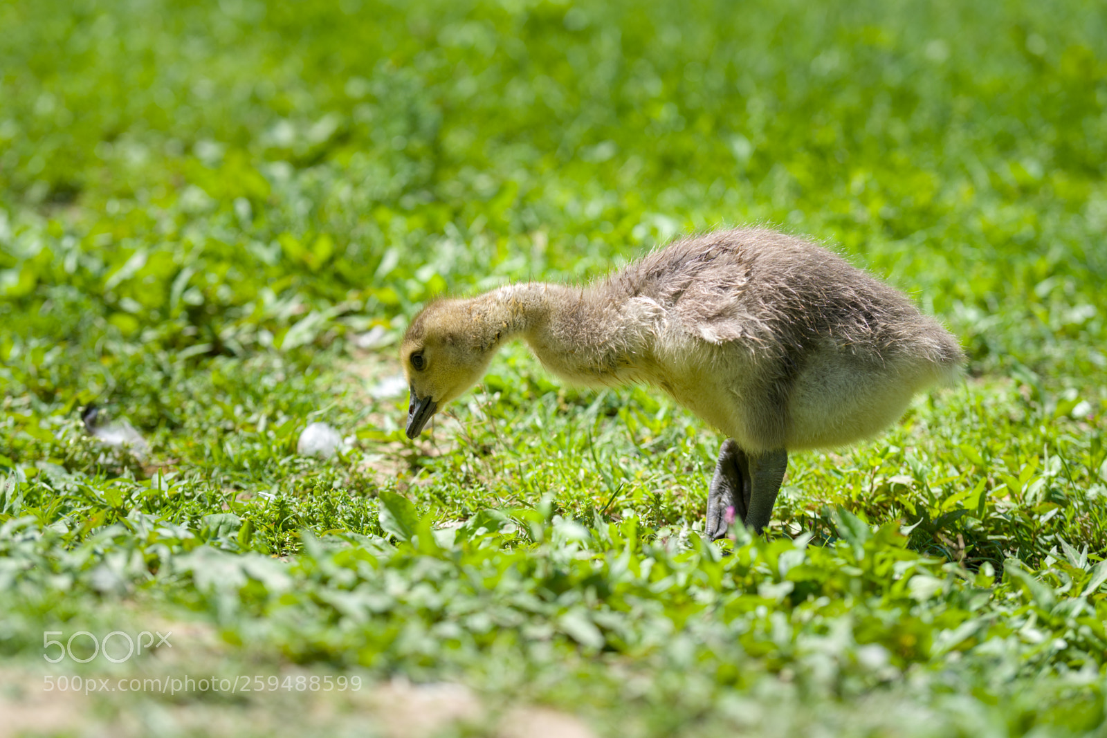 Nikon D500 sample photo. Duckling hunting for food photography