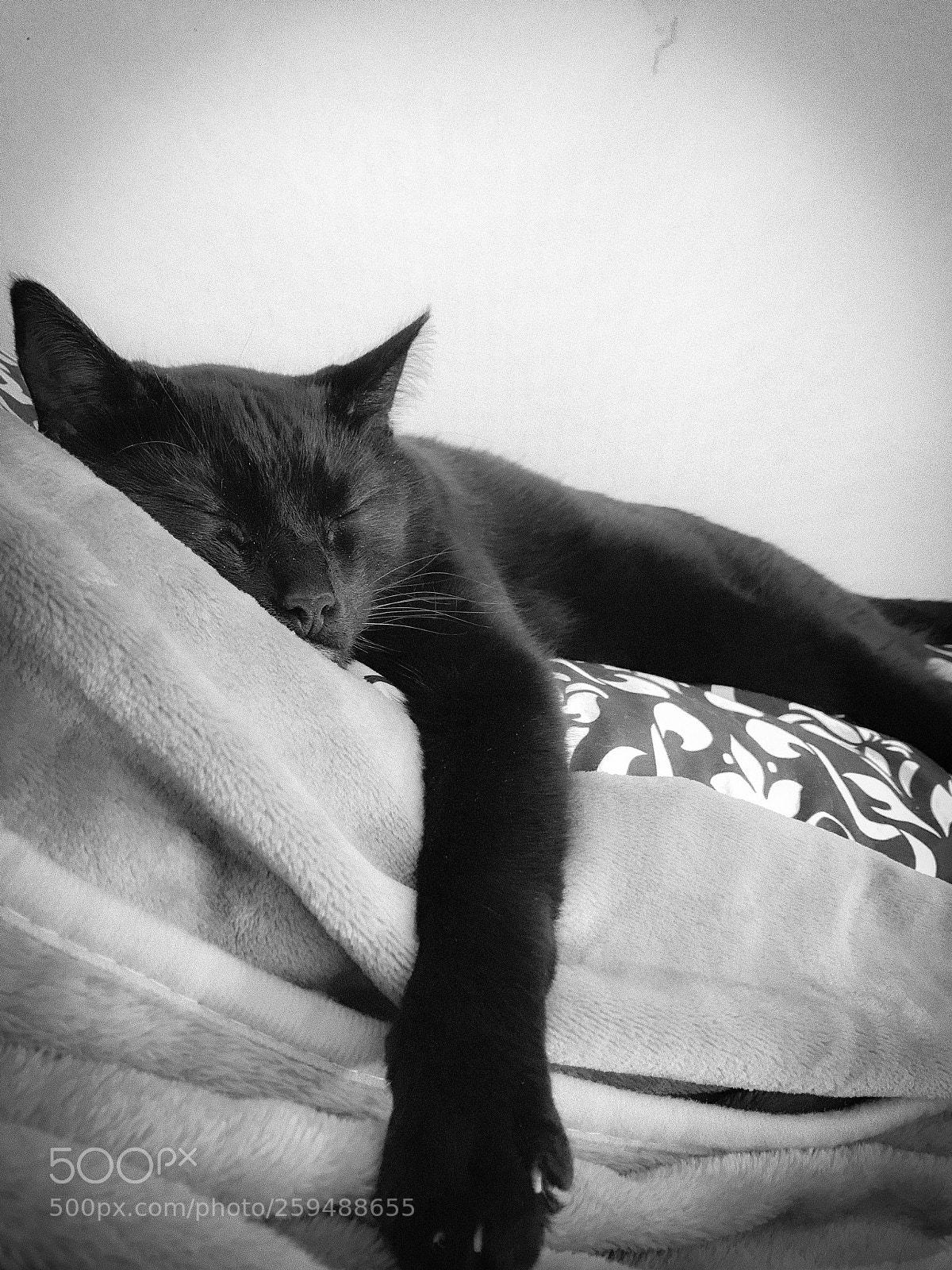 Apple iPhone 7 sample photo. Untitled photography