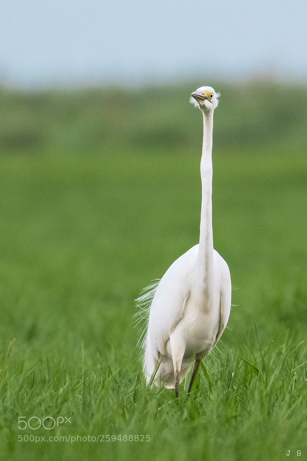 Nikon D500 sample photo. Breeding plumage
 photography