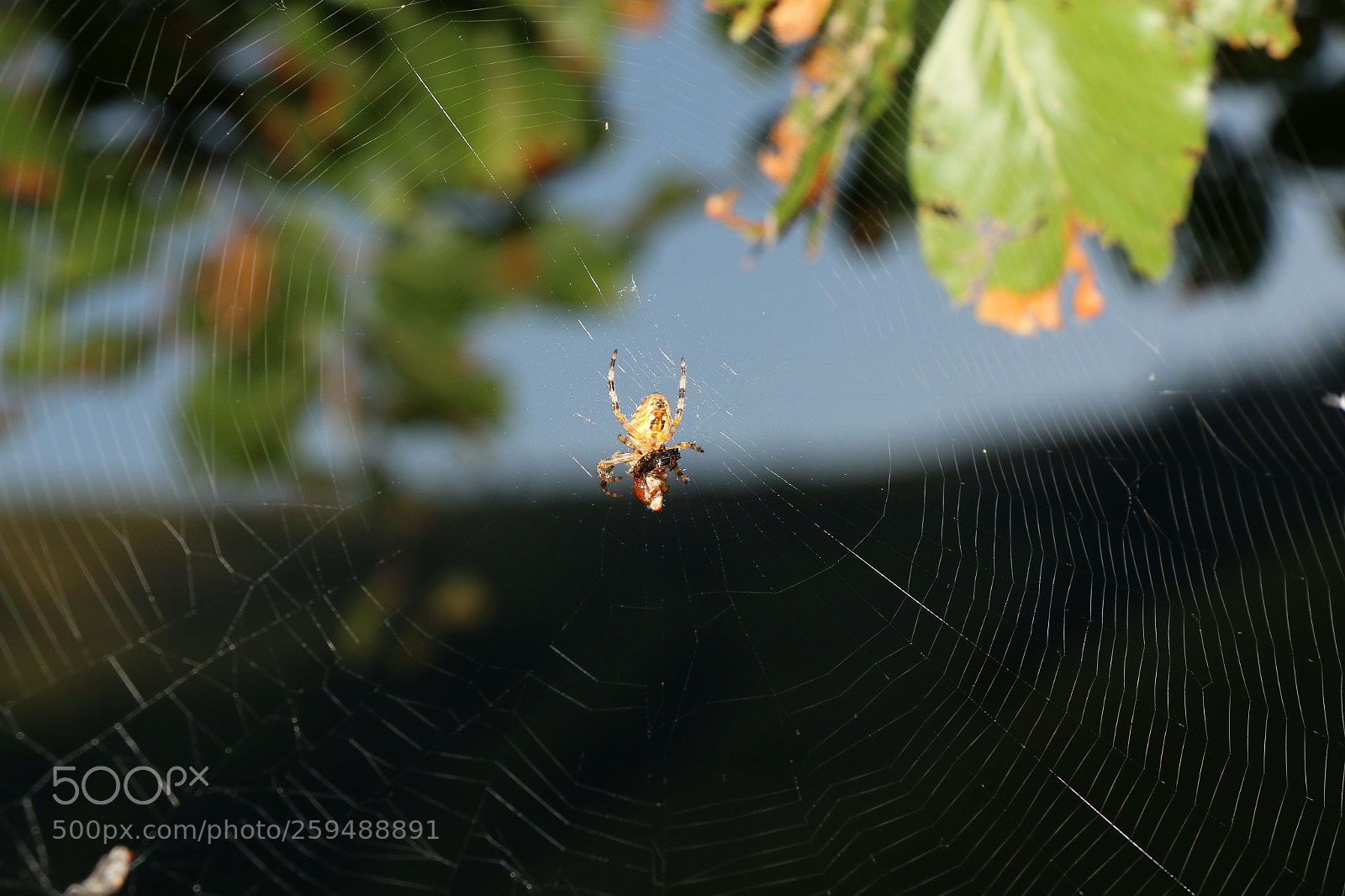 Canon EOS 70D sample photo. Net photography