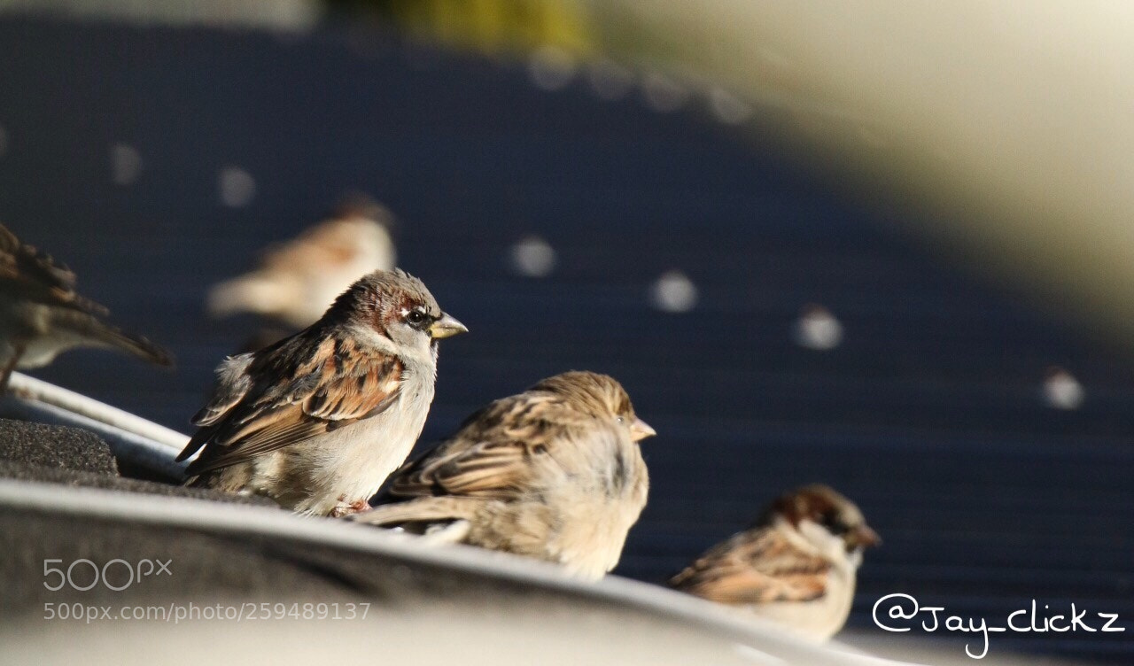 Canon EOS 70D sample photo. Untitled photography