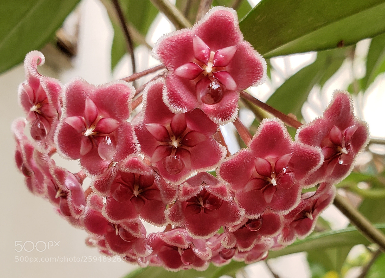 Samsung Galaxy S9+ sample photo. Flor de cera photography