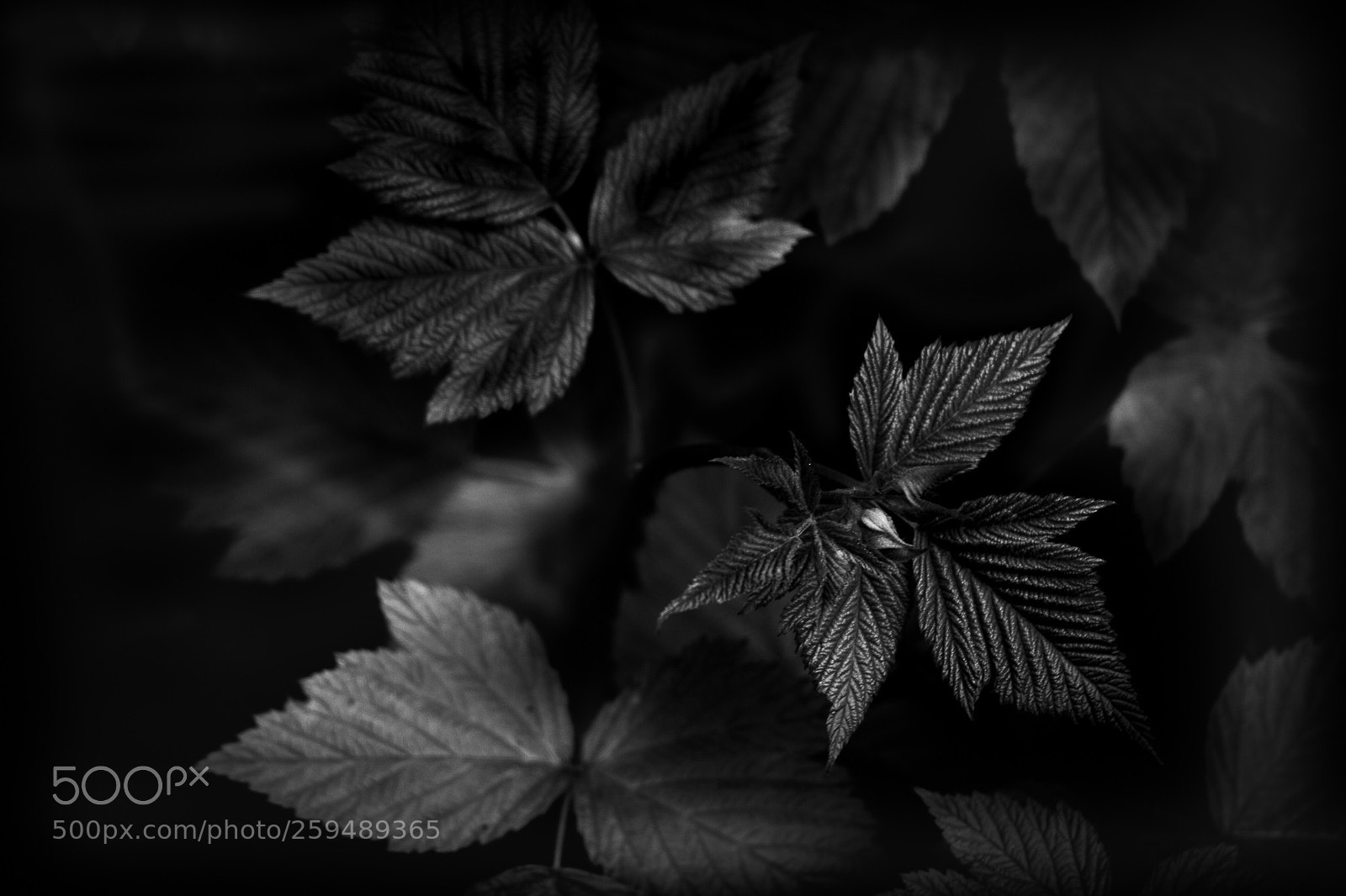 Canon EOS 7D sample photo. Leafs photography