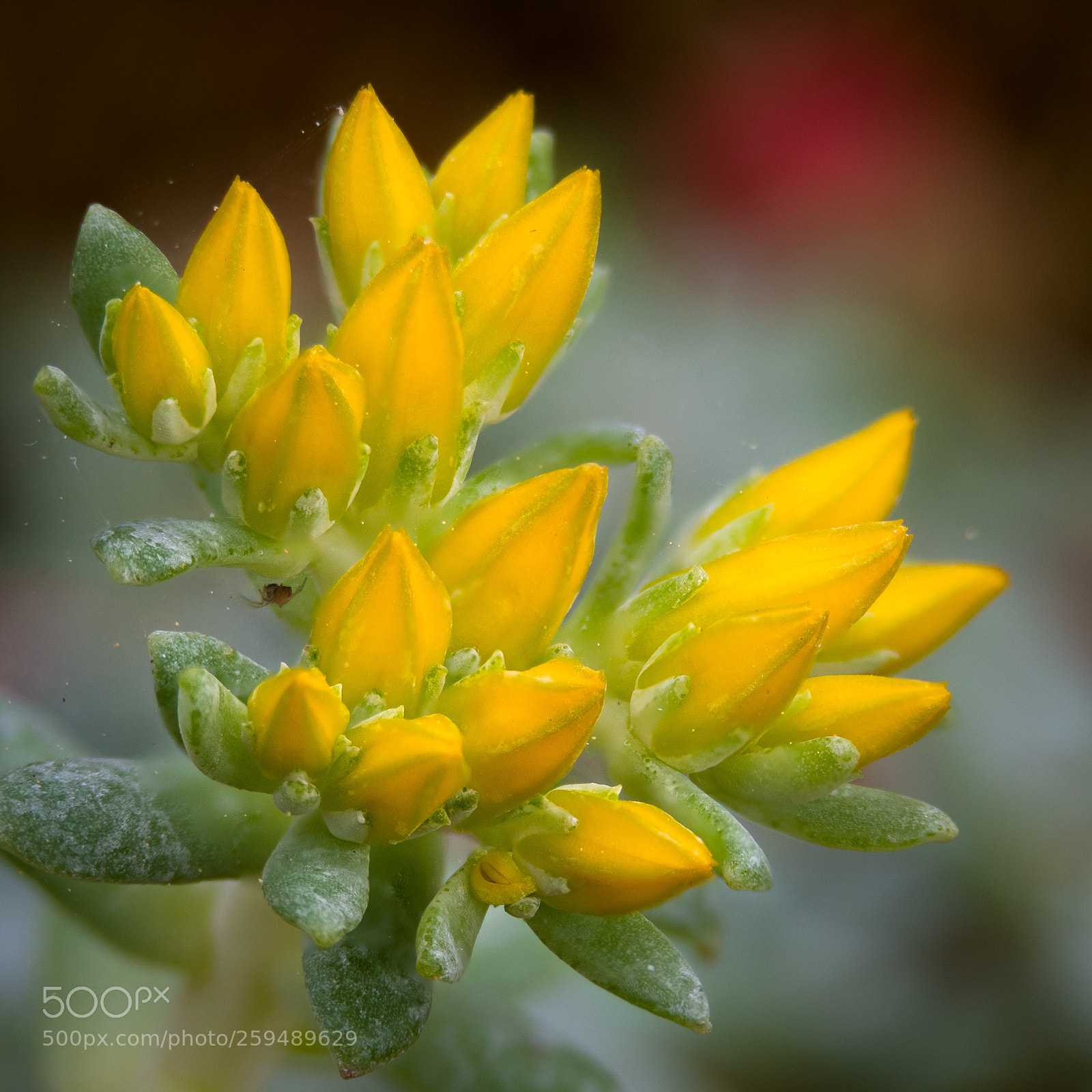 Olympus OM-D E-M10 II sample photo. Yellow stonecrop buds photography