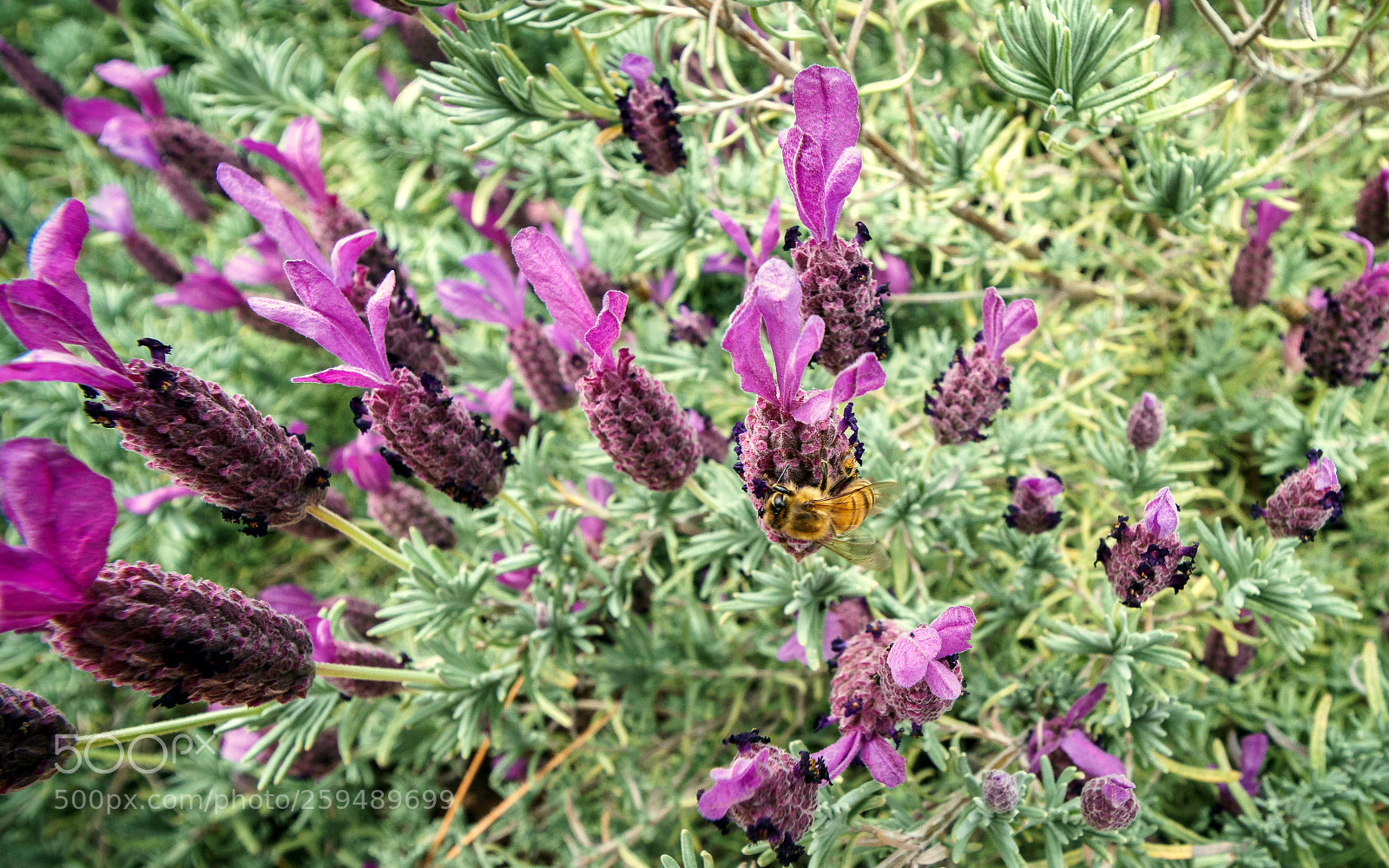 Sony a6300 sample photo. Bee shot photography