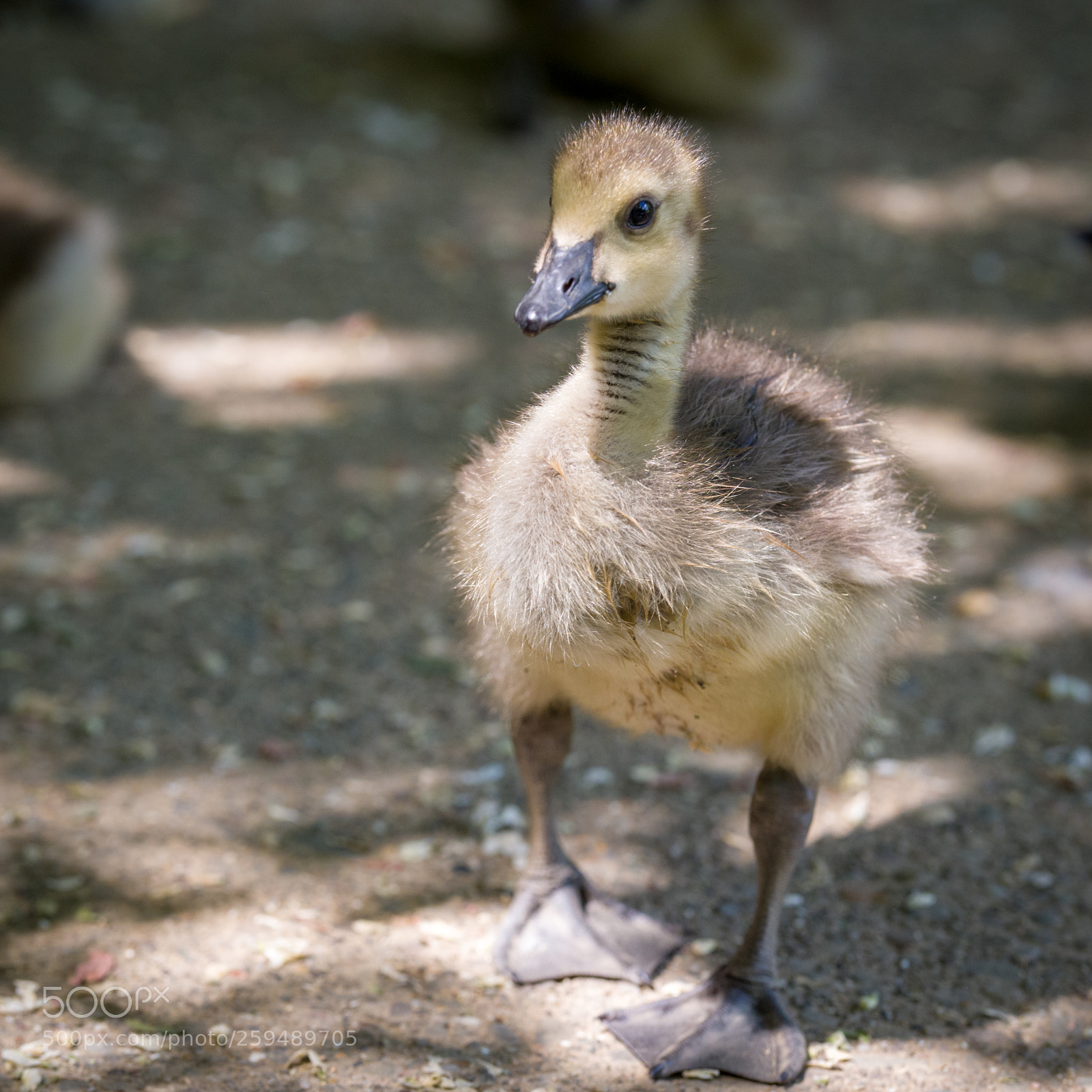 Nikon D500 sample photo. Waddling duckling photography