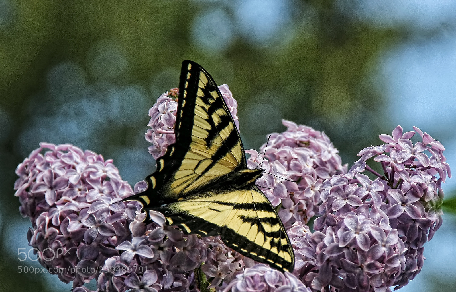 Canon EOS 100D (EOS Rebel SL1 / EOS Kiss X7) sample photo. Swallowtail @ lilac photography