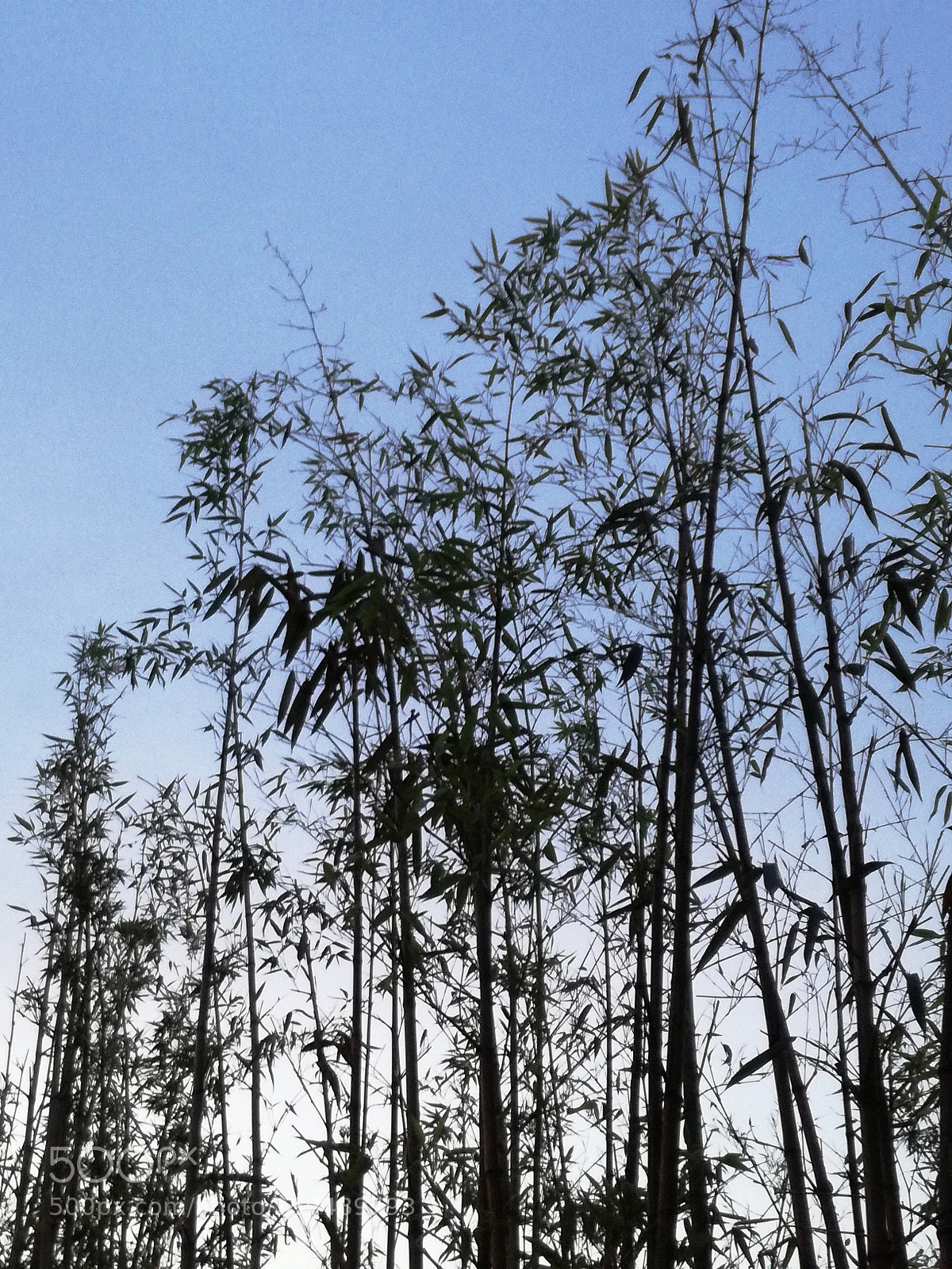HUAWEI P9 LITE sample photo. Black bamboo photography