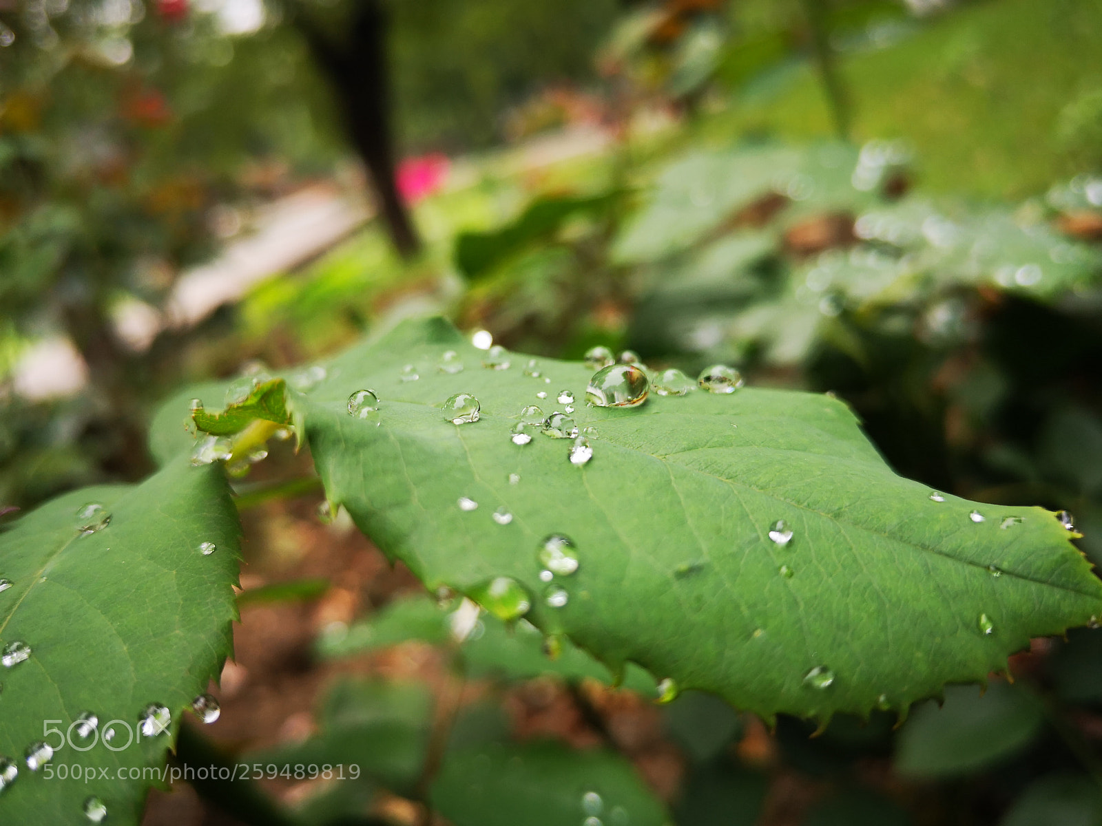 HUAWEI P20 sample photo. Untitled photography