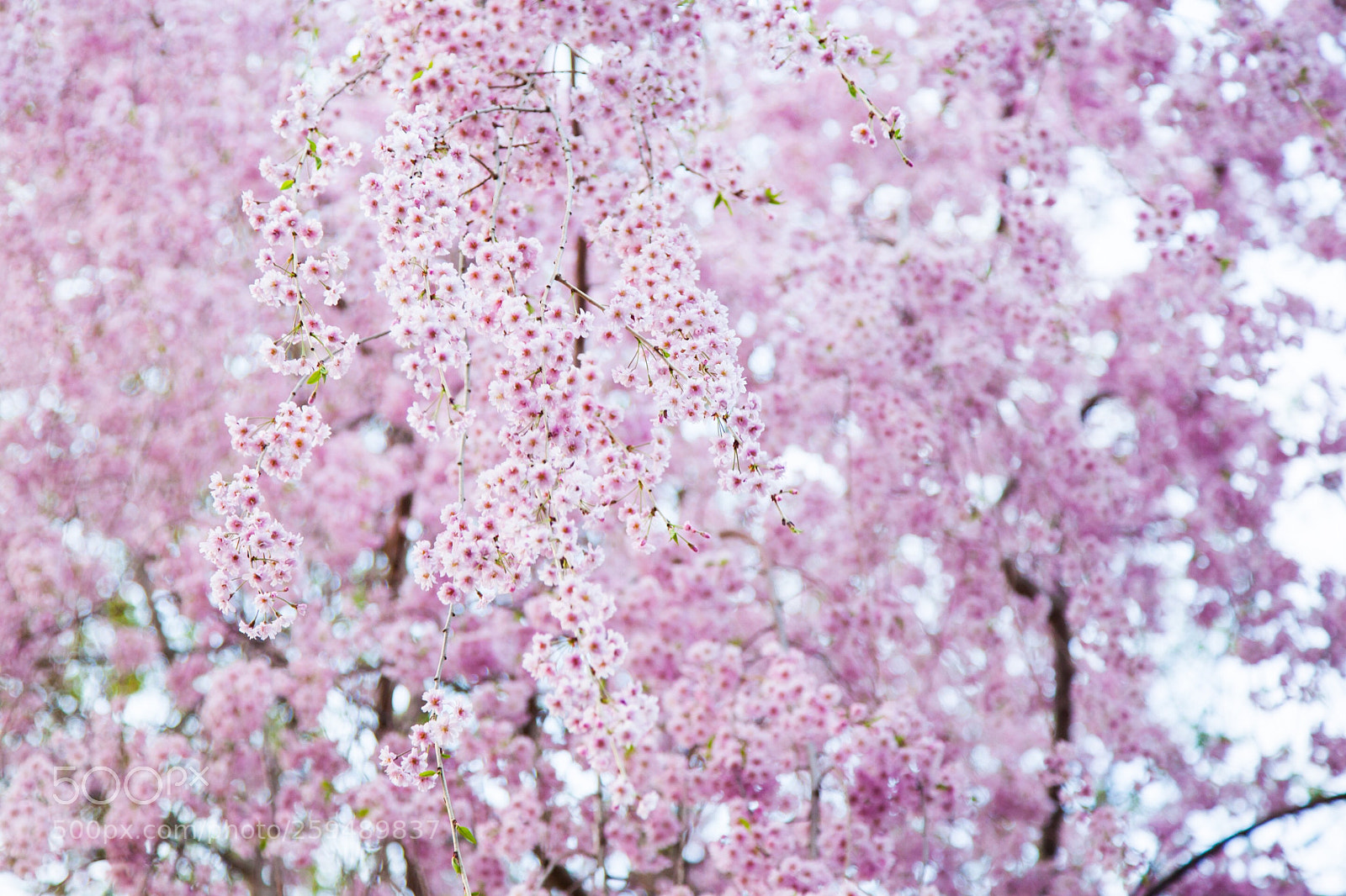 Canon EOS 5D Mark II sample photo. Cherry photography