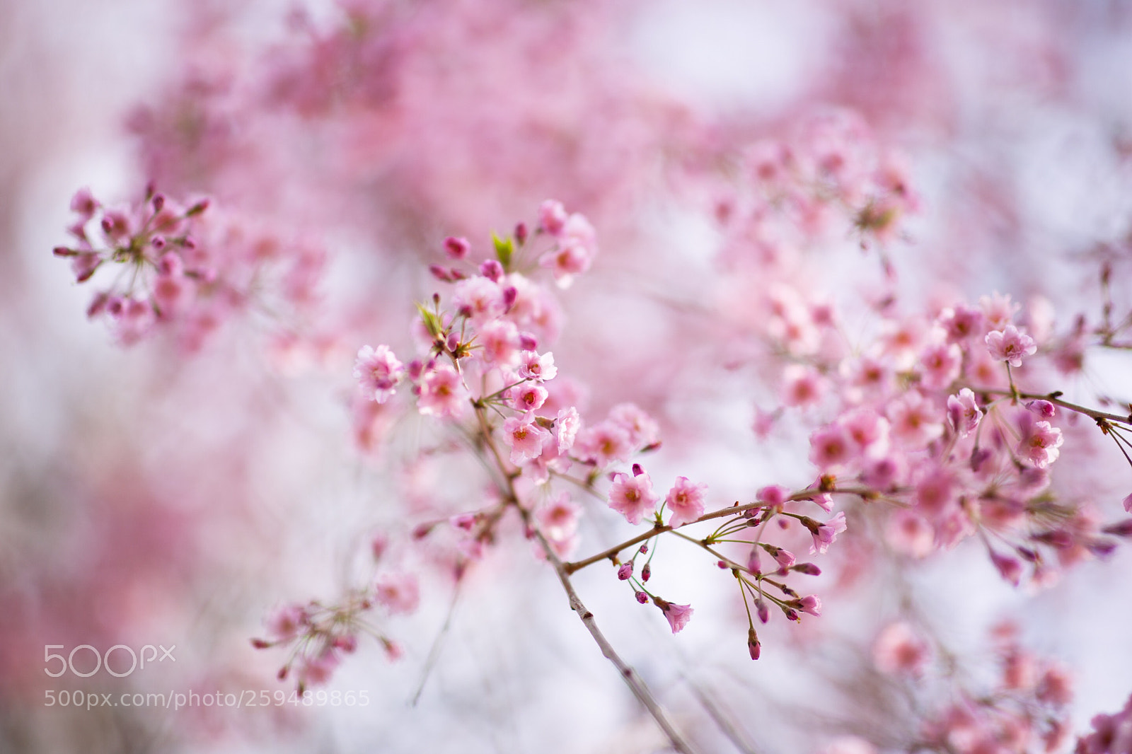 Canon EOS 5D Mark II sample photo. Cherry blossom photography