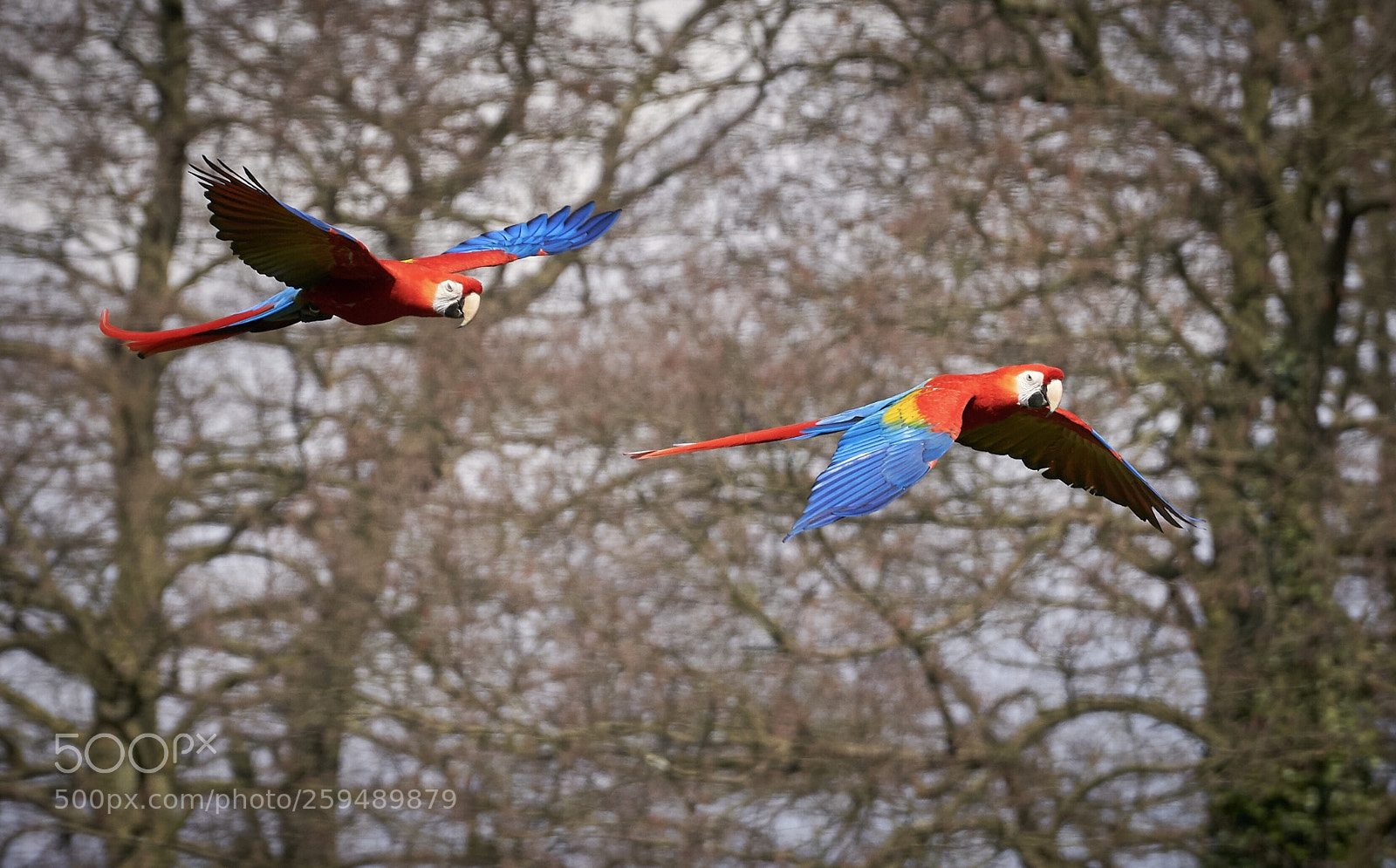 Sony a7R III sample photo. Parrots / papageien  photography