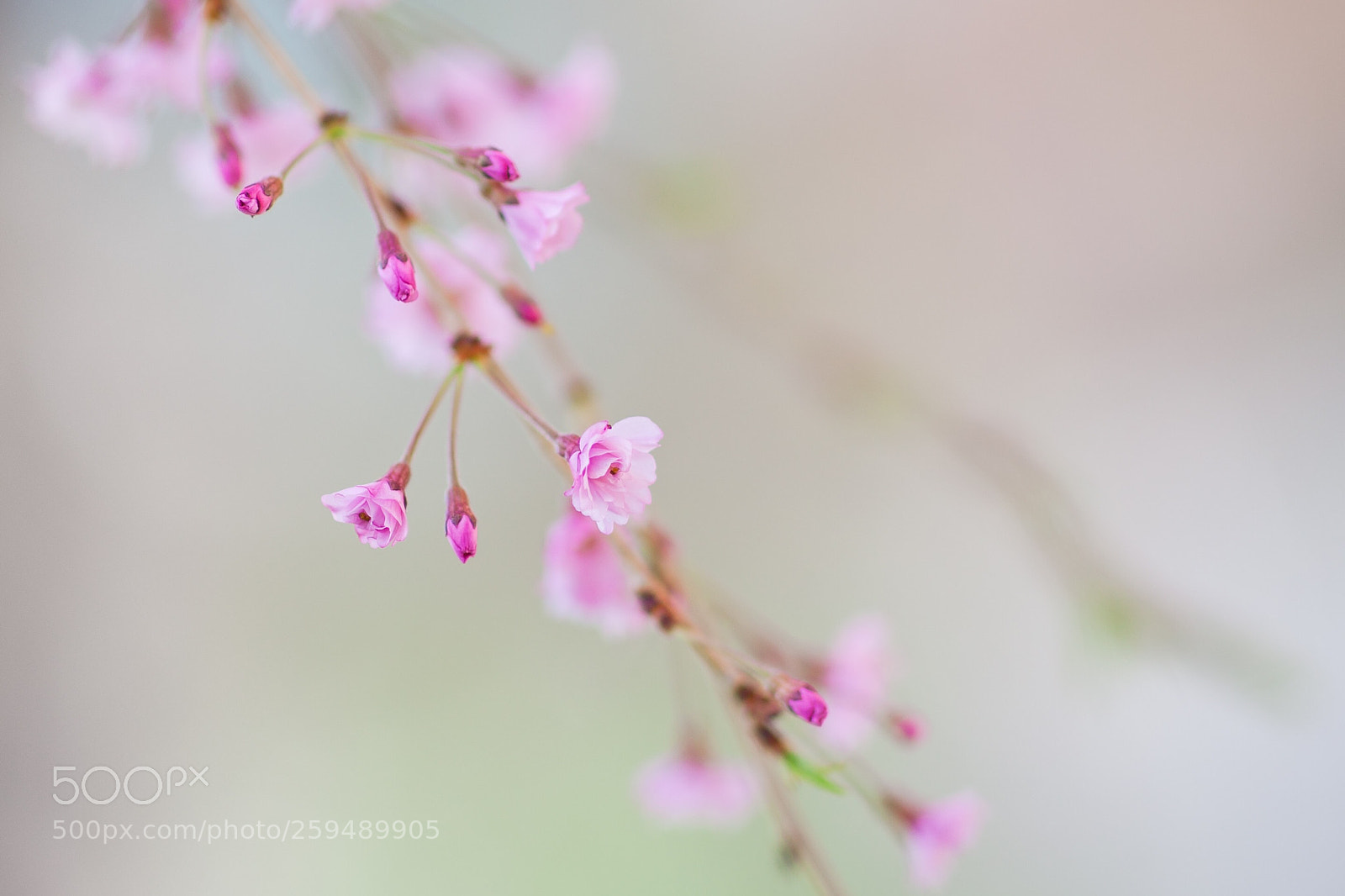 Canon EOS 5D Mark II sample photo. Cherry blossom  photography