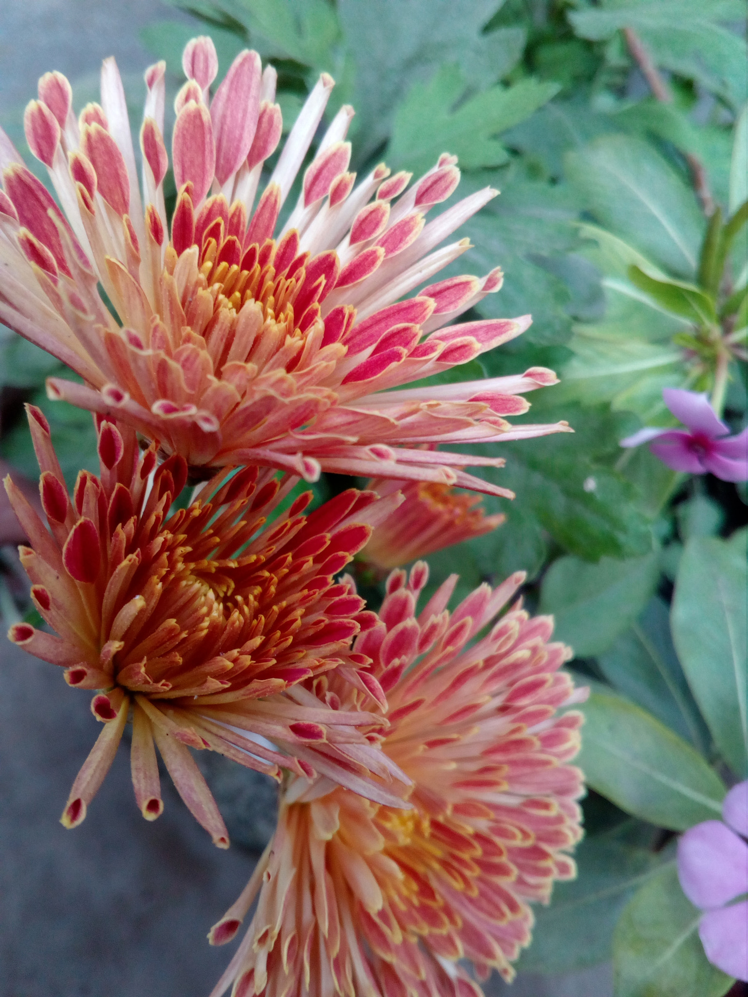 HUAWEI Y5II sample photo. Flower photography