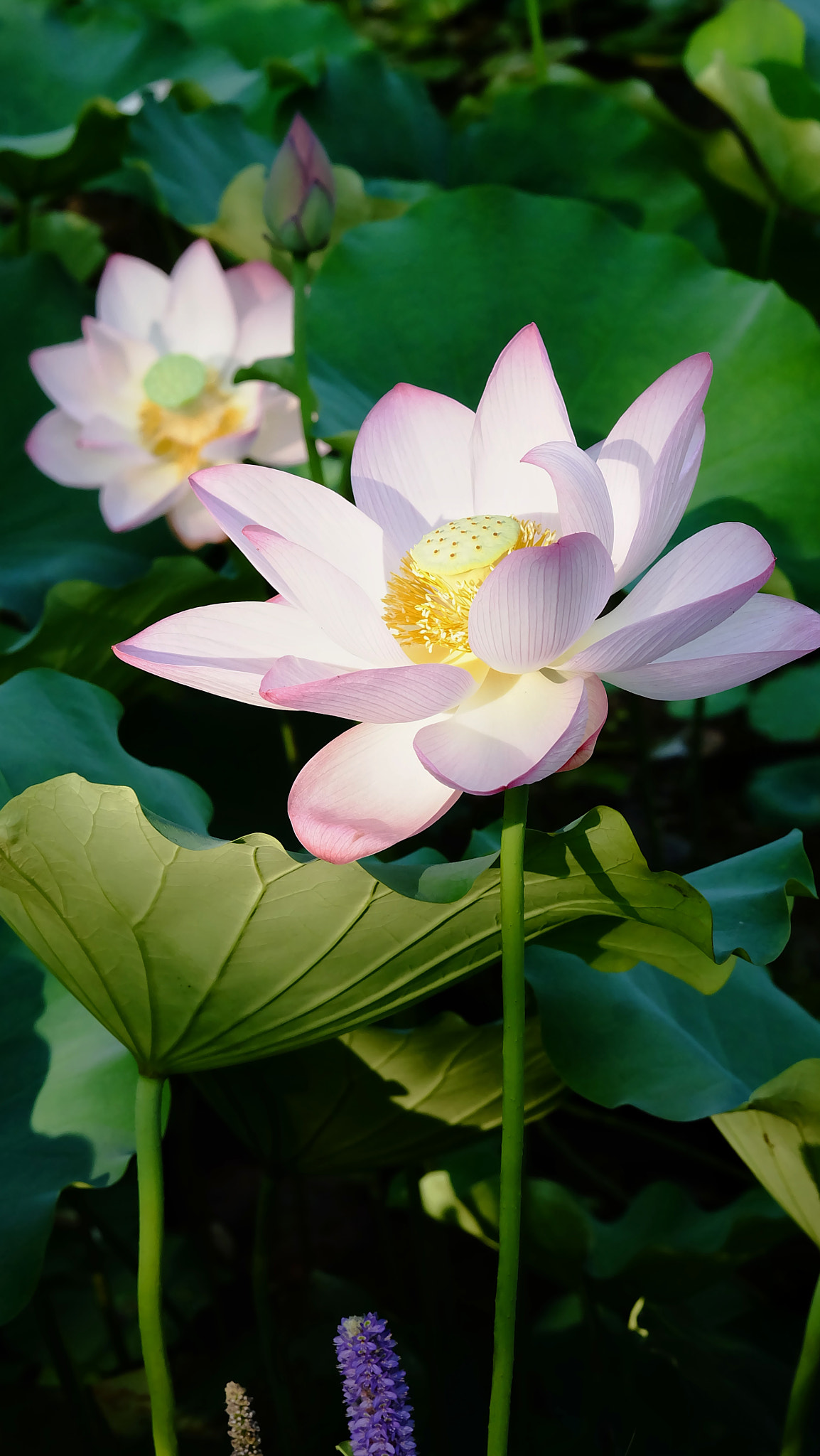 Fujifilm X-A1 sample photo. 荷 photography