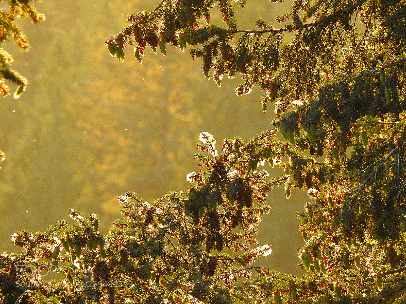 Nikon Coolpix P900 sample photo. Enchanted delicacy photography