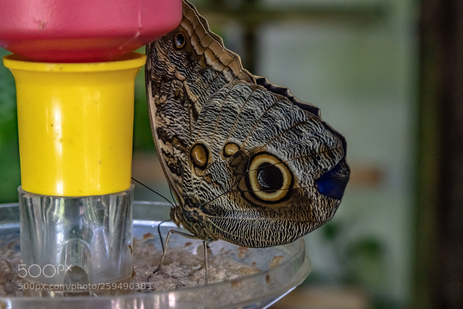 Sony a7 III sample photo. Butterfly lunchtime photography