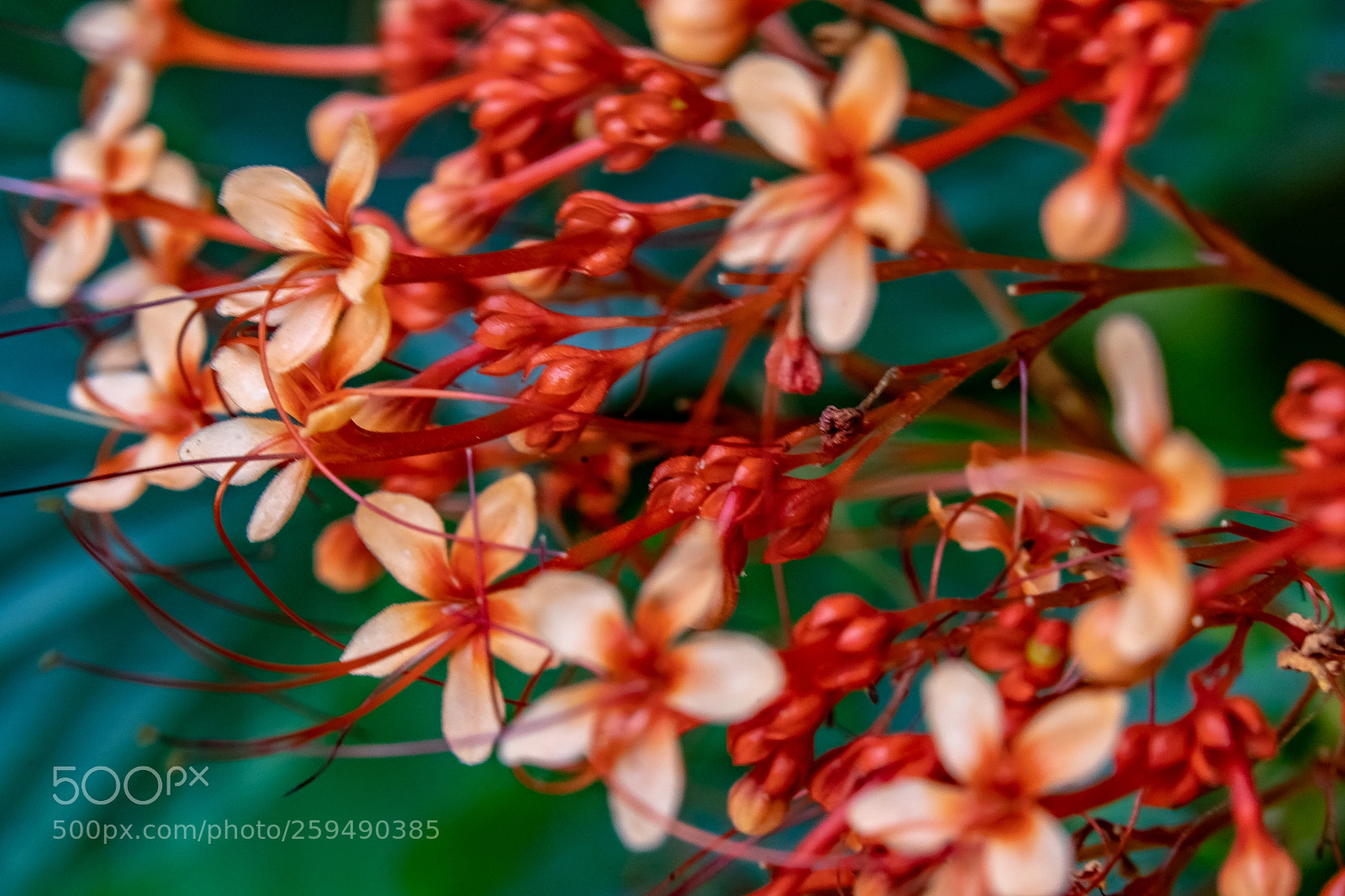 Sony a7 III sample photo. Rush of red photography