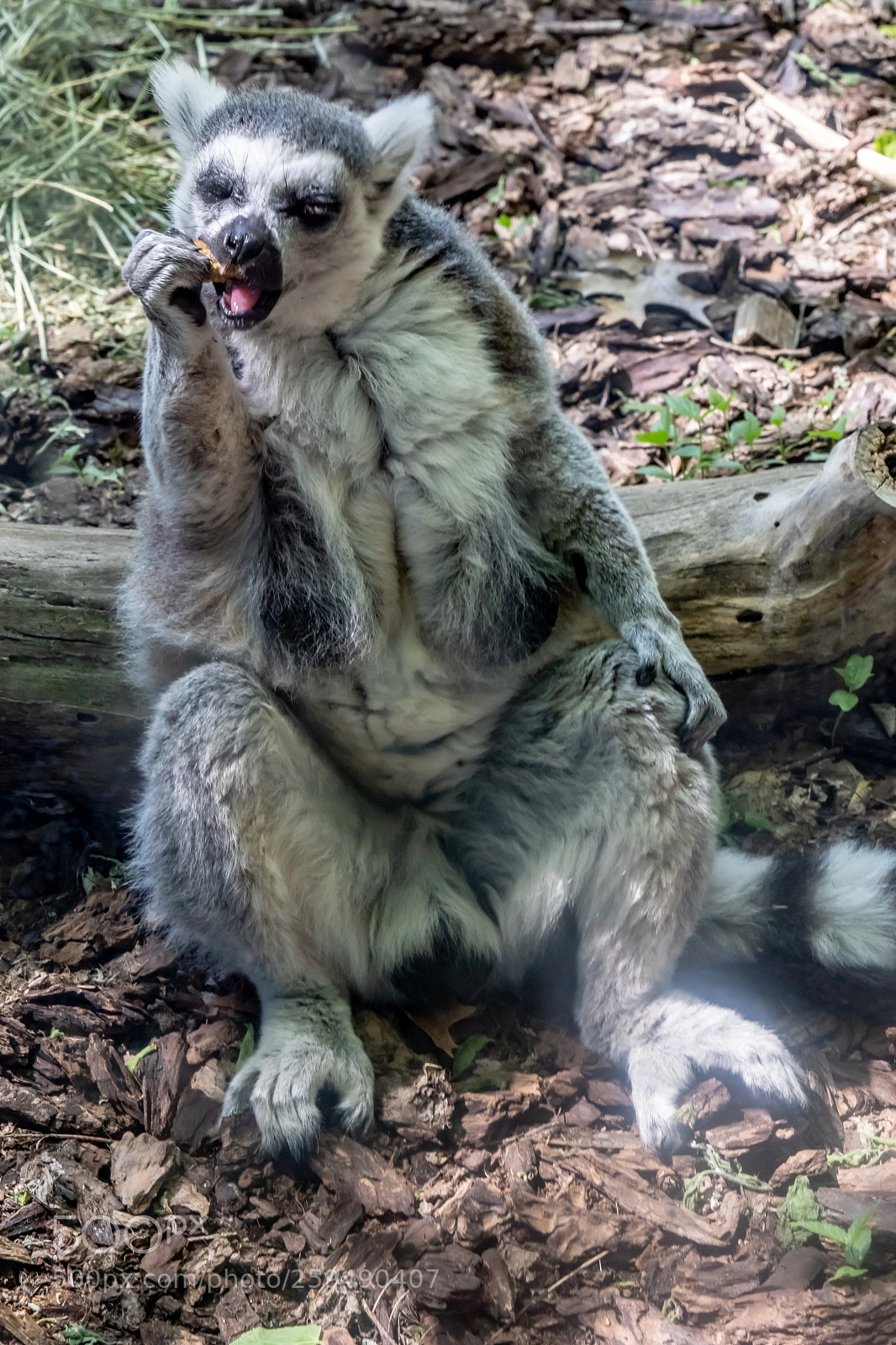 Sony a7 III sample photo. Yum yum photography