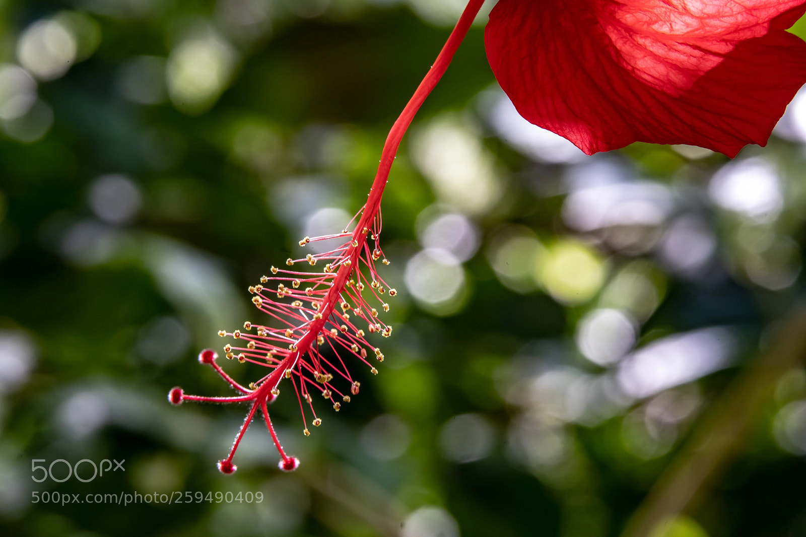 Sony a7 III sample photo. Tip of the hibiscus photography