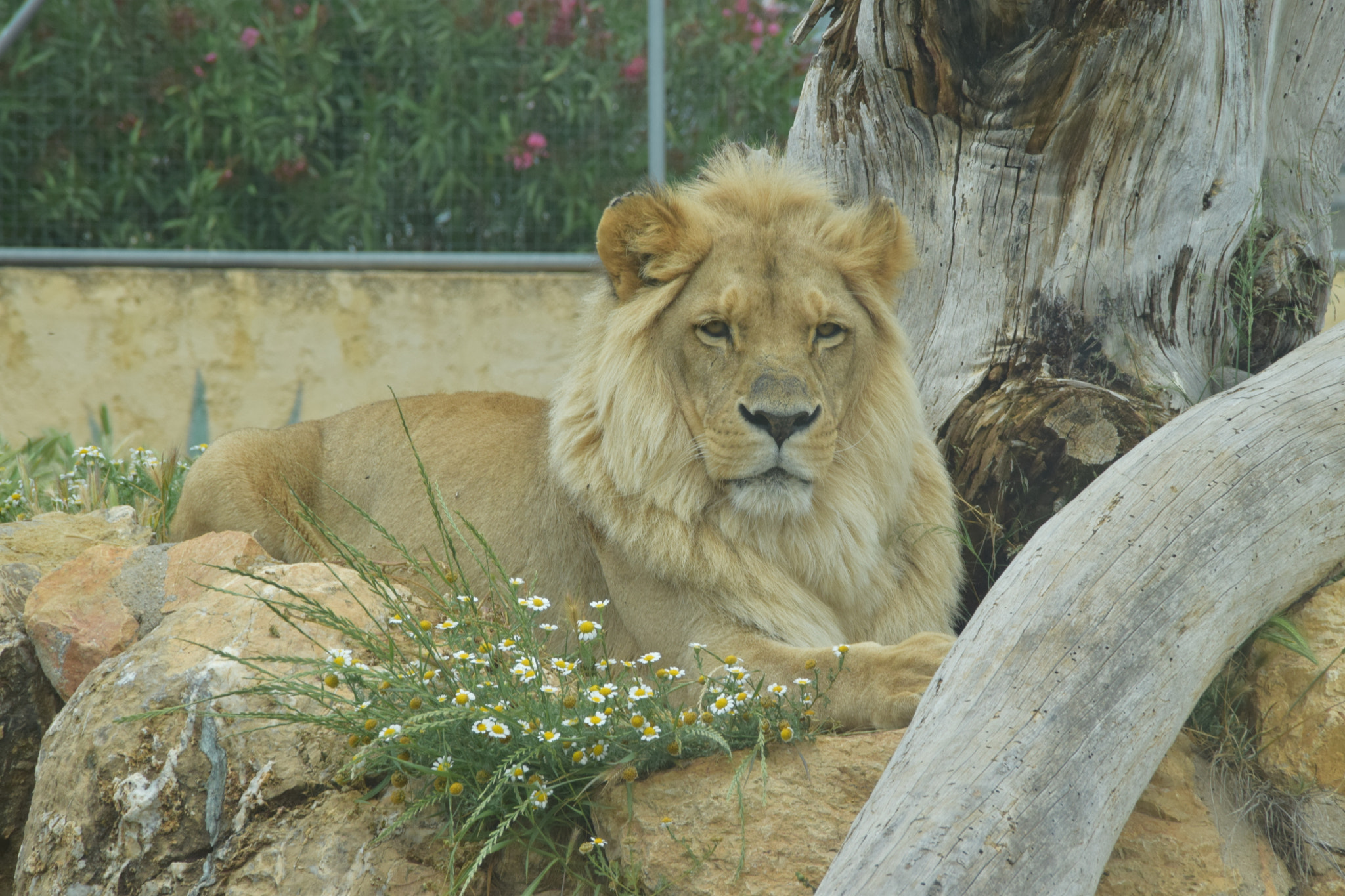 Nikon D5300 sample photo. Lion king photography