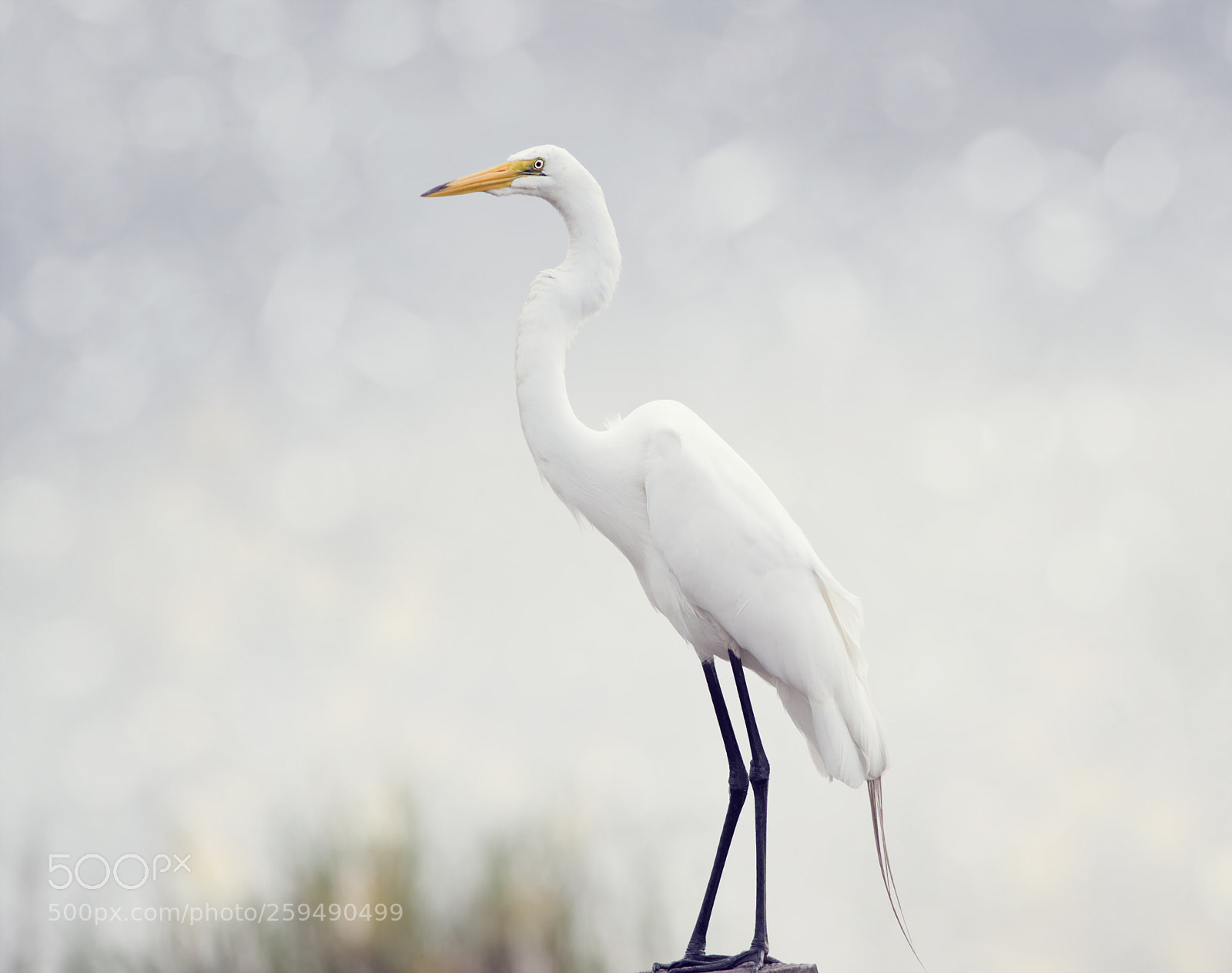 Nikon D800 sample photo. Great egret perched photography
