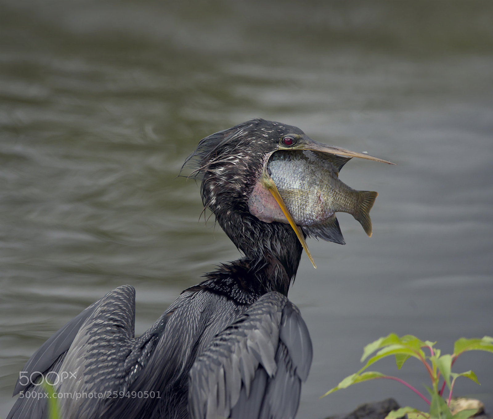 Nikon D800 sample photo. Anhinga swallows a large photography