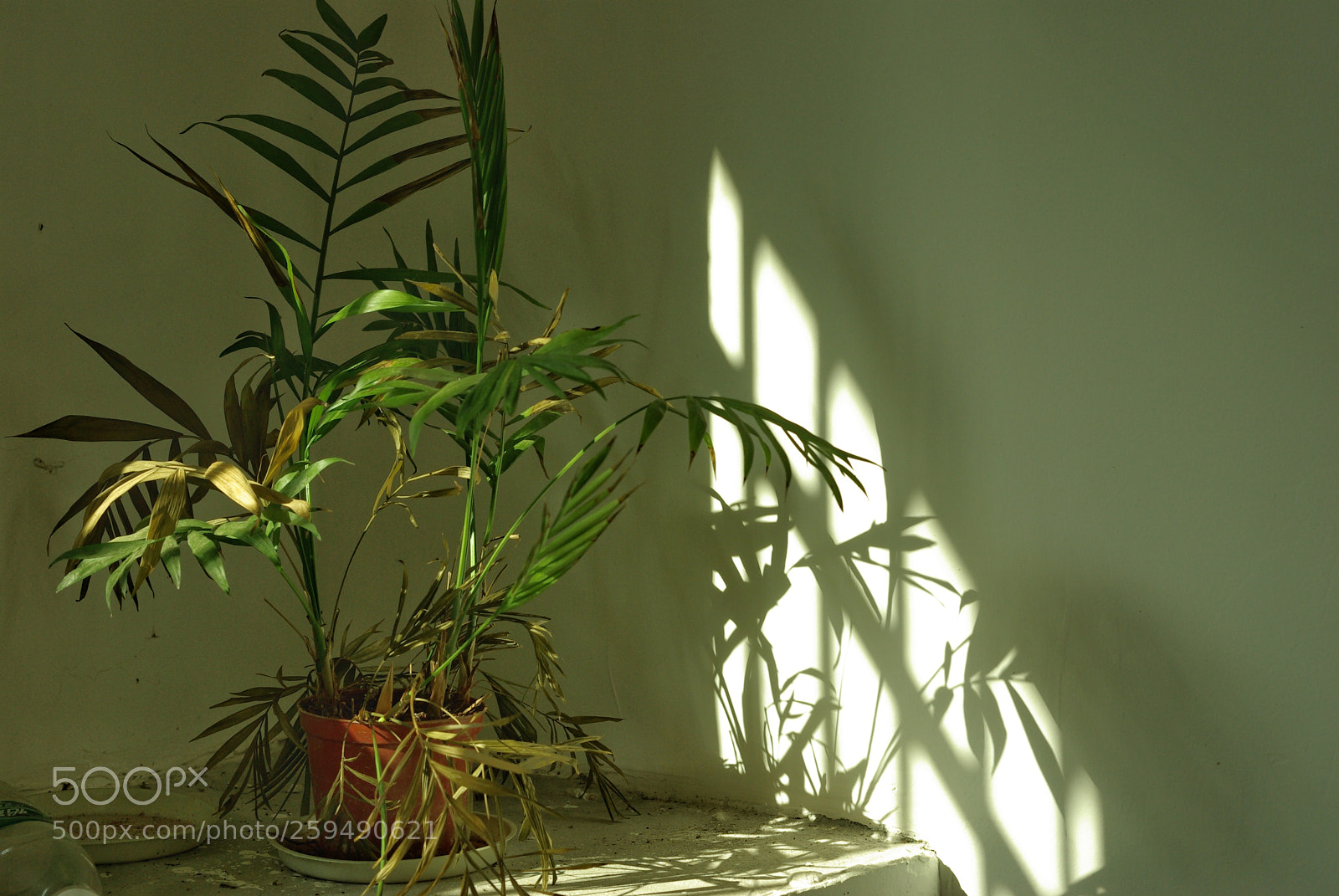 Pentax K10D sample photo. Untitled photography