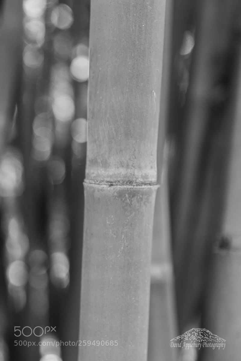 Nikon D800 sample photo. Joint photography
