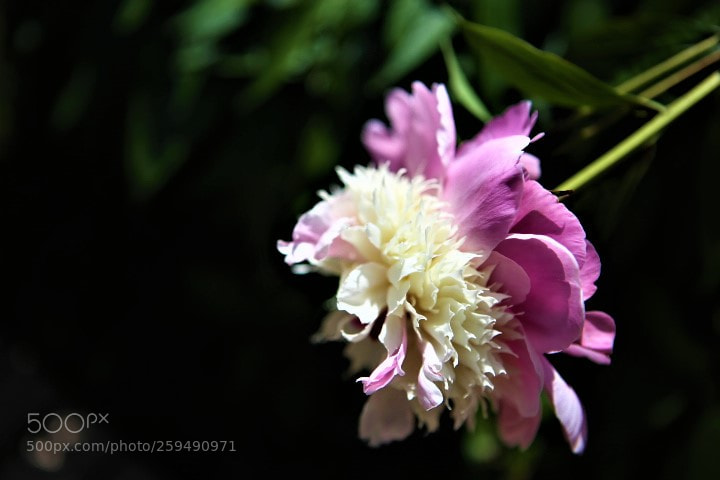 Canon EOS 6D sample photo. Untitled photography