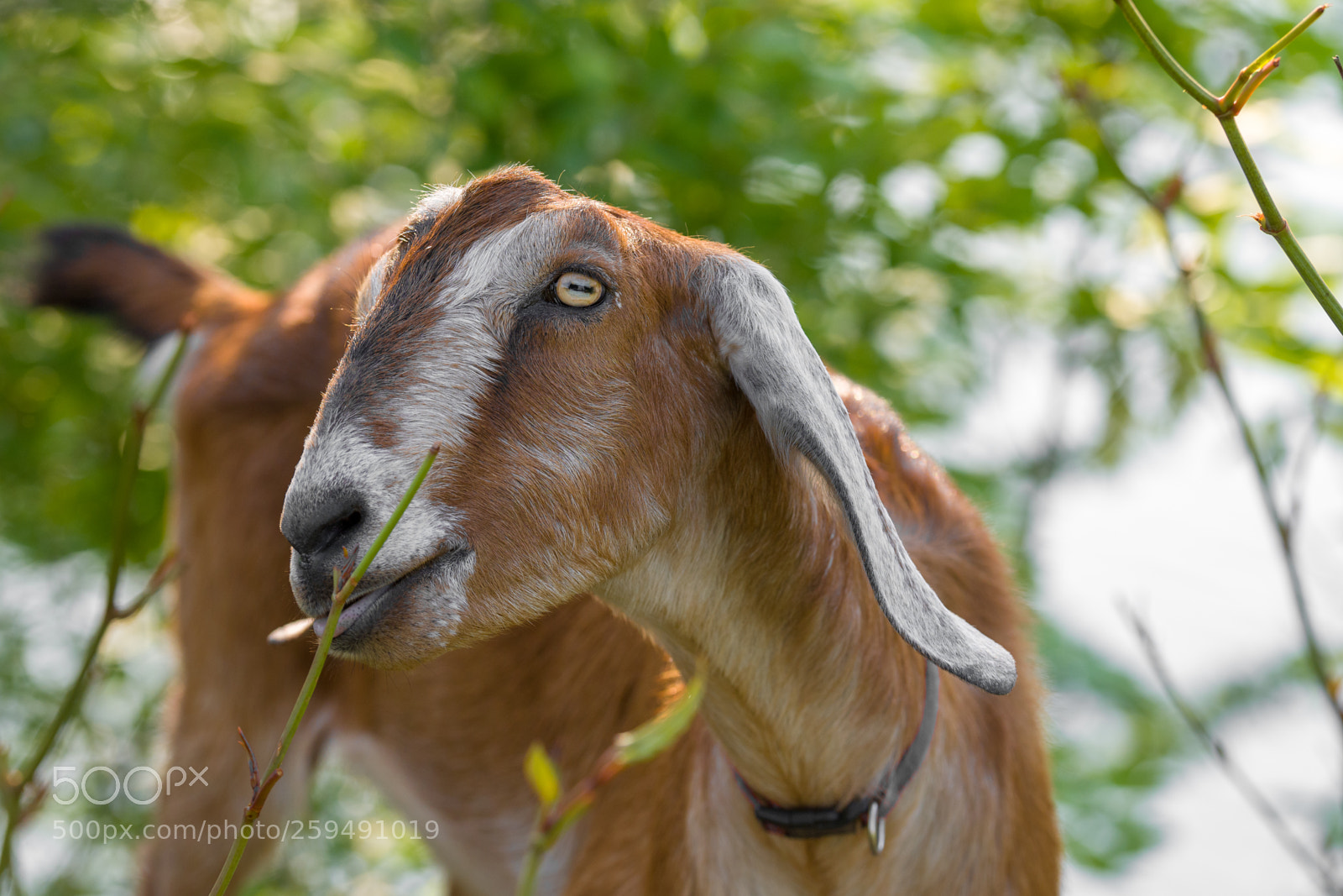 Nikon D500 sample photo. Grass gobbling goat photography