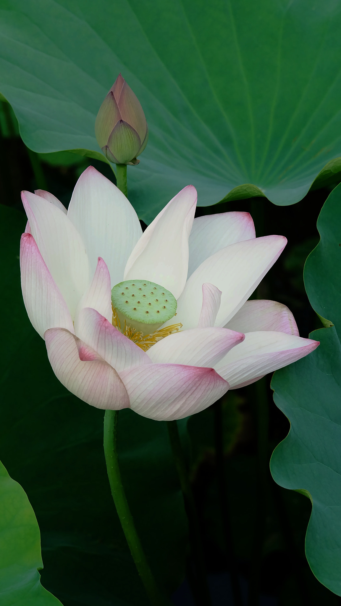 Fujifilm X-A1 sample photo