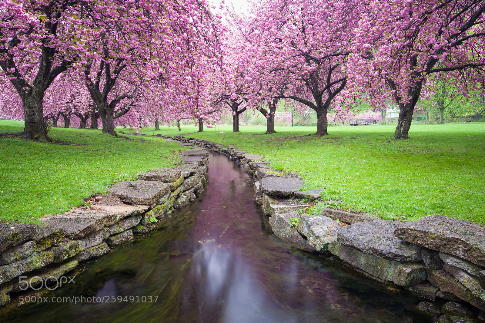 Pentax K-1 sample photo. Pretty in pink photography