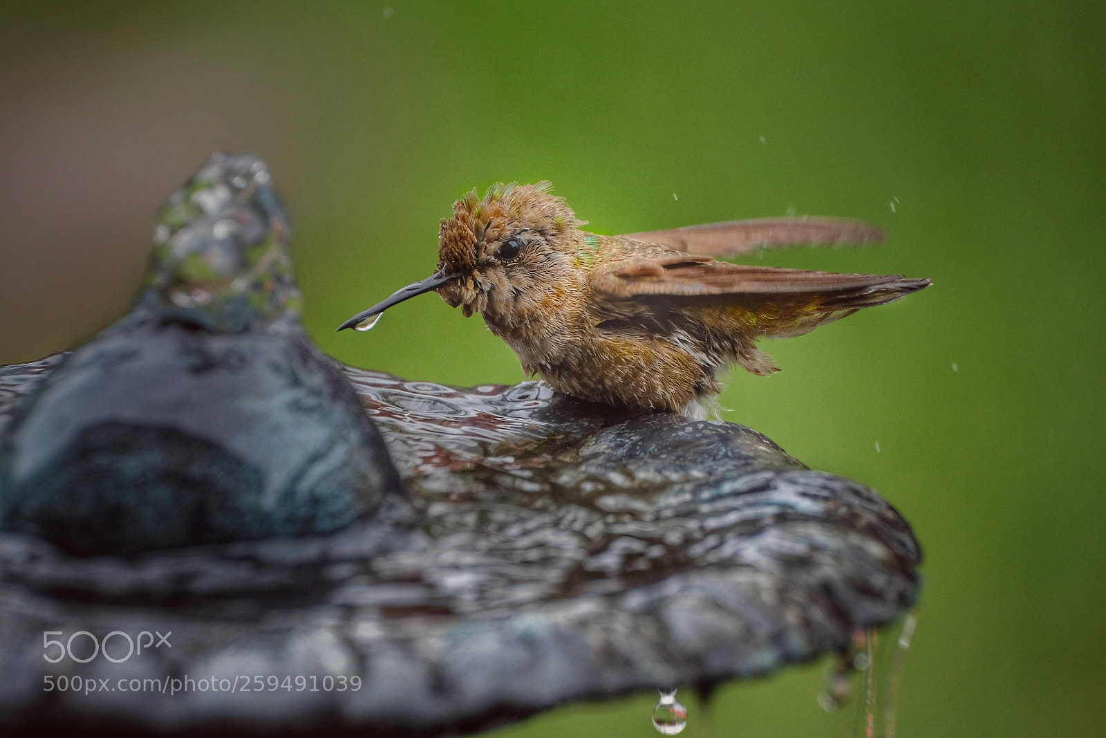 Fujifilm X-T20 sample photo. Hummer enjoying water time! photography