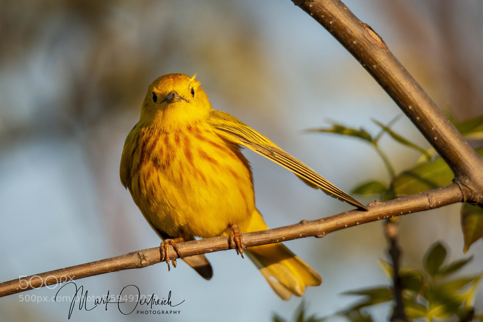 Canon EOS 70D sample photo. Male yellow warbler photography