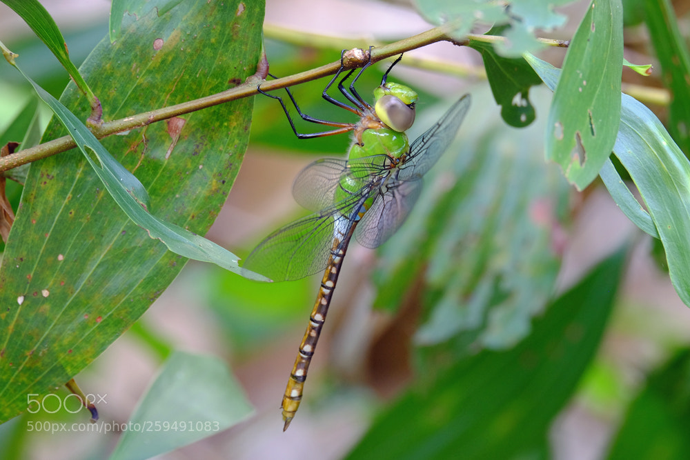 Fujifilm X-T1 sample photo. Do not disturb photography