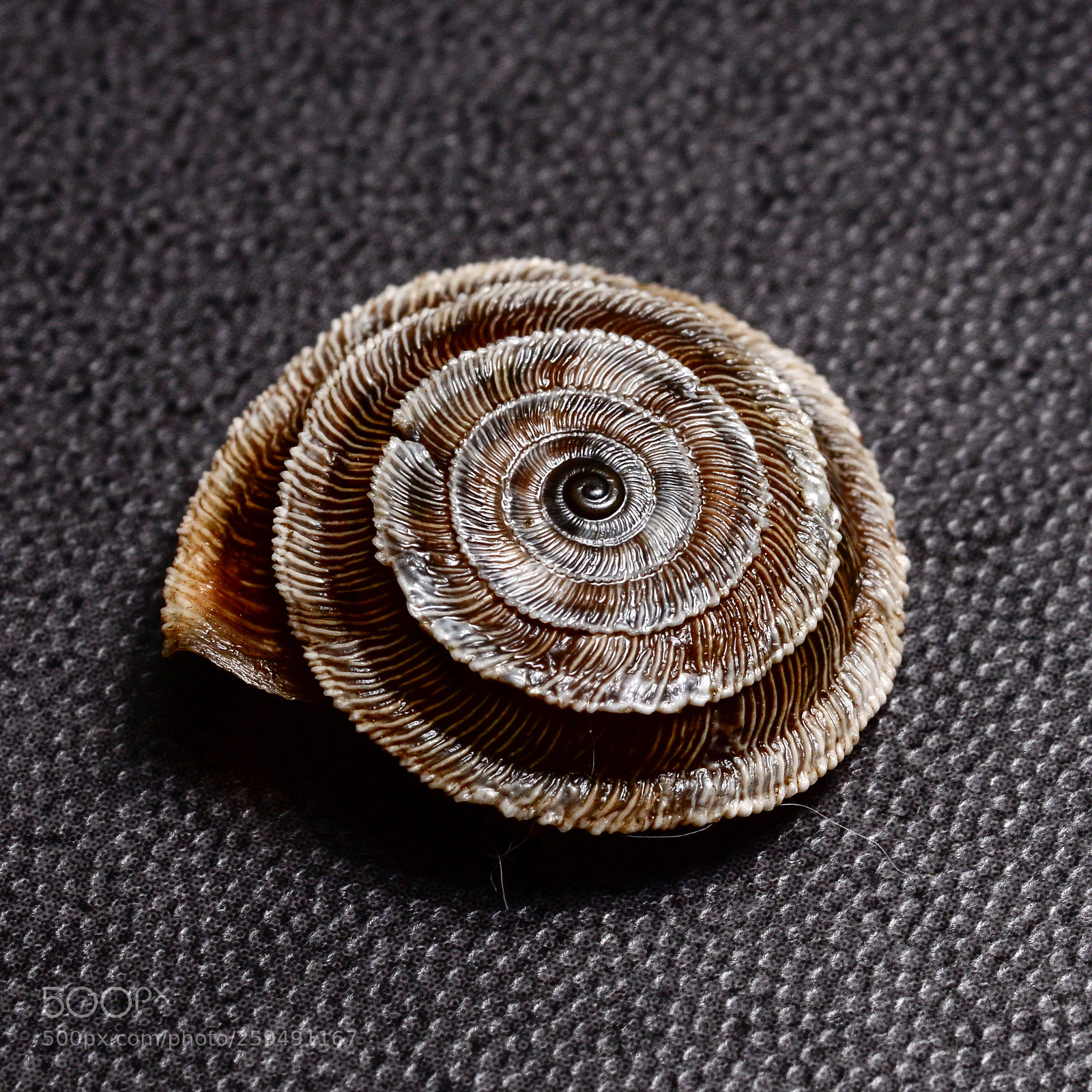 Nikon D800 sample photo. Snail  2 photography