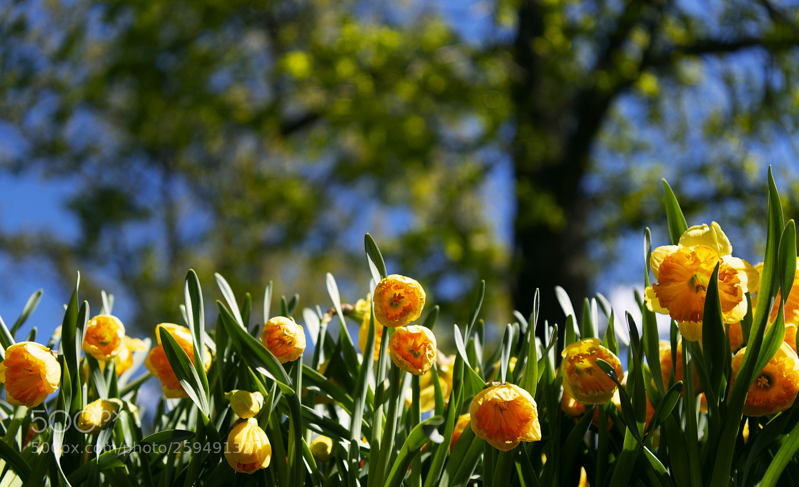 Nikon D850 sample photo. Flower and tree photography